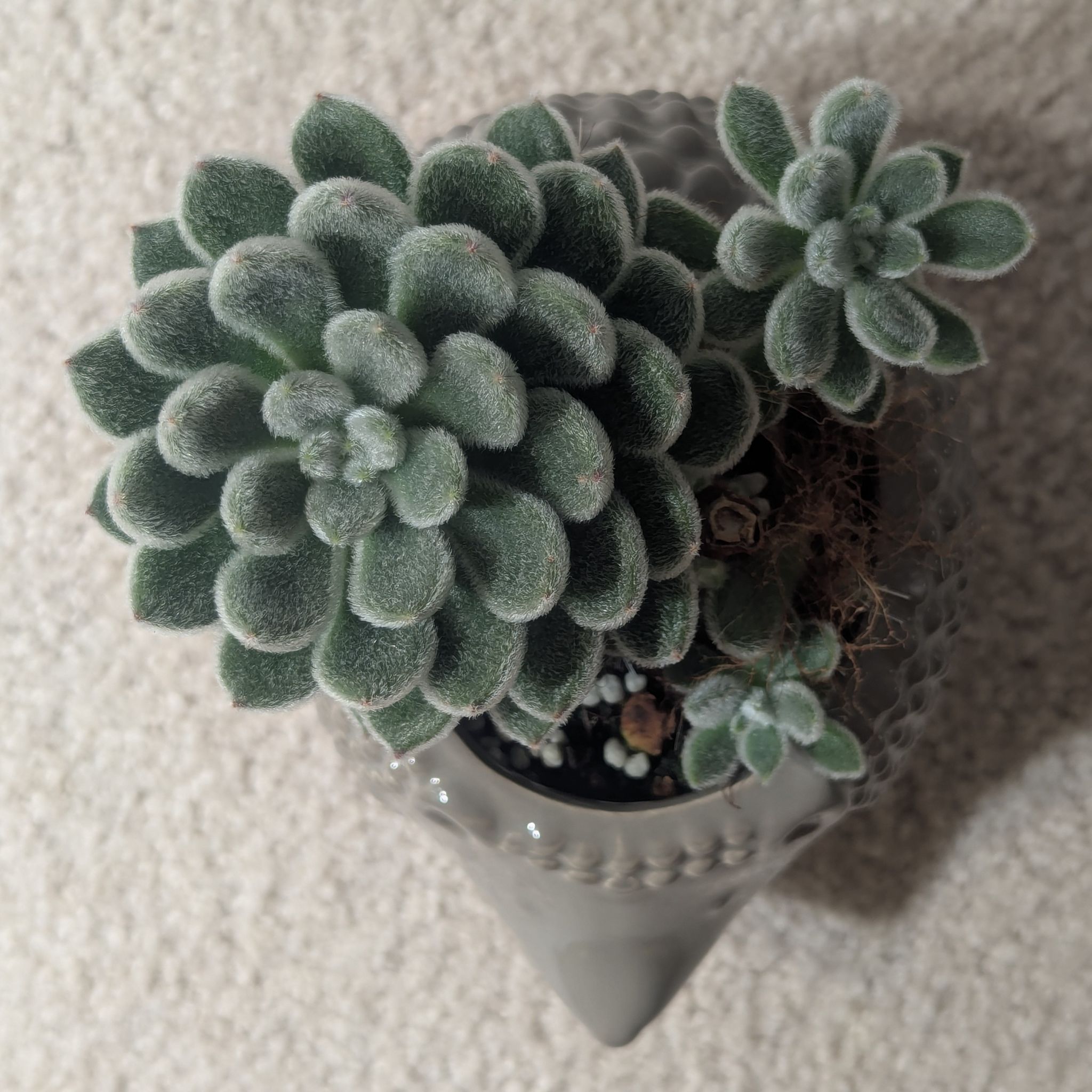 Photo of the plant species Woolly Rose by @Queenazowski named Floofy on Greg, the plant care app