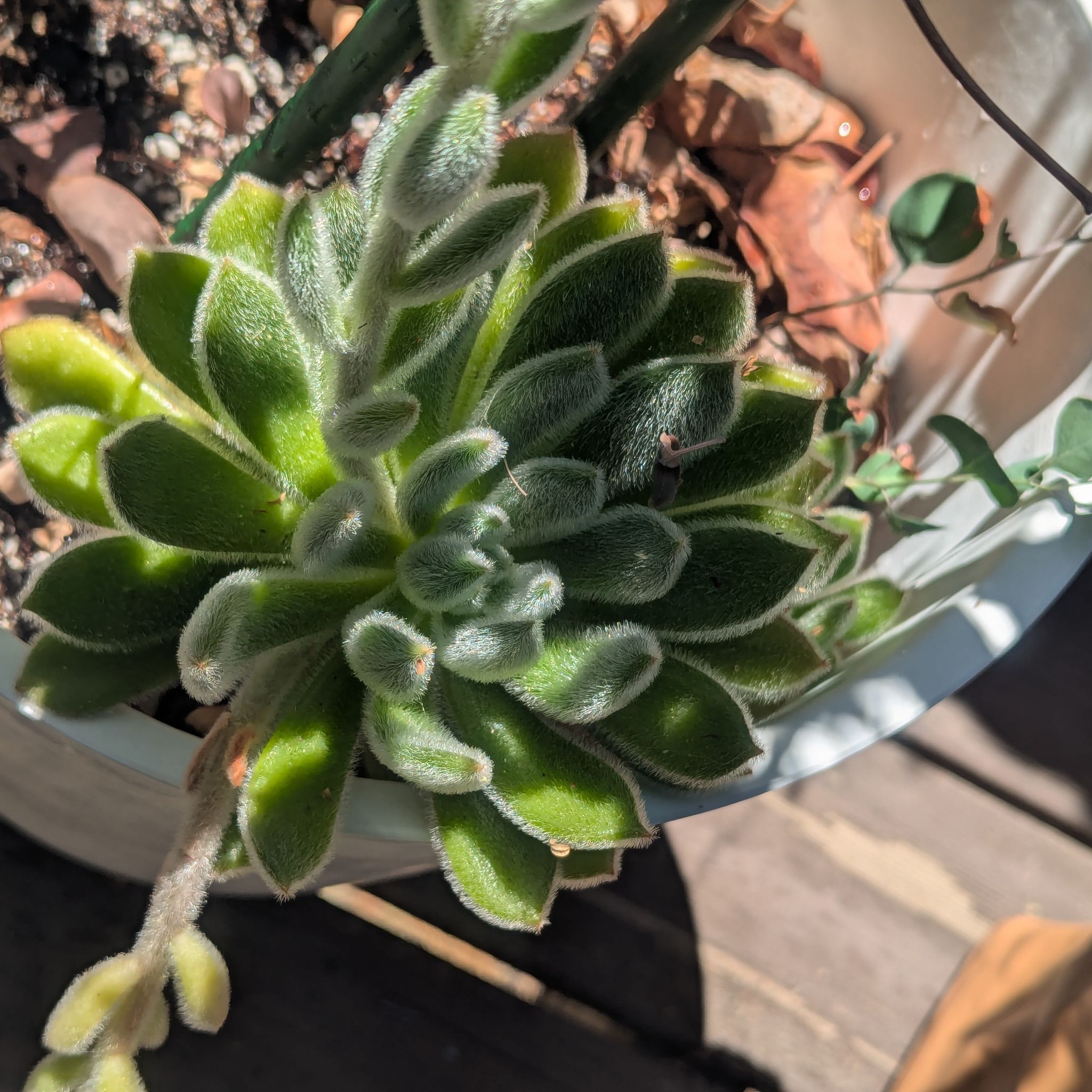 Photo of the plant species Woolly Rose by @Queenazowski named Floofy on Greg, the plant care app