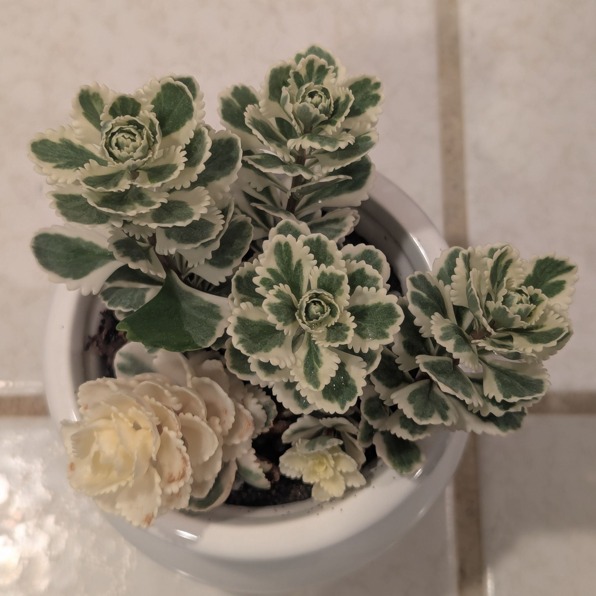 Photo of the plant species Sedum Atlantis by @Queenazowski named Farfalle on Greg, the plant care app