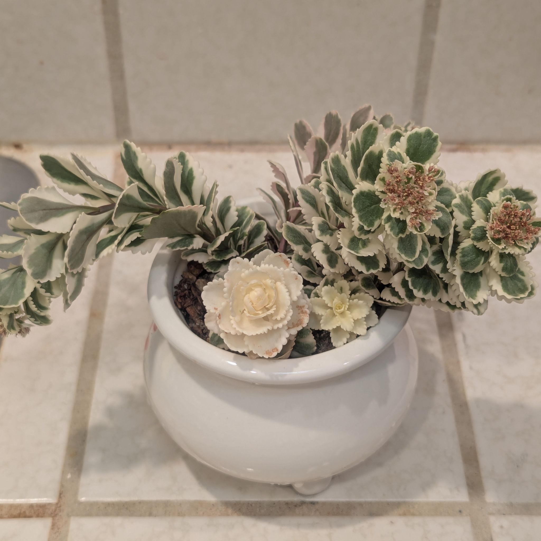 Photo of the plant species Sedum Atlantis by @Queenazowski named Farfalle on Greg, the plant care app