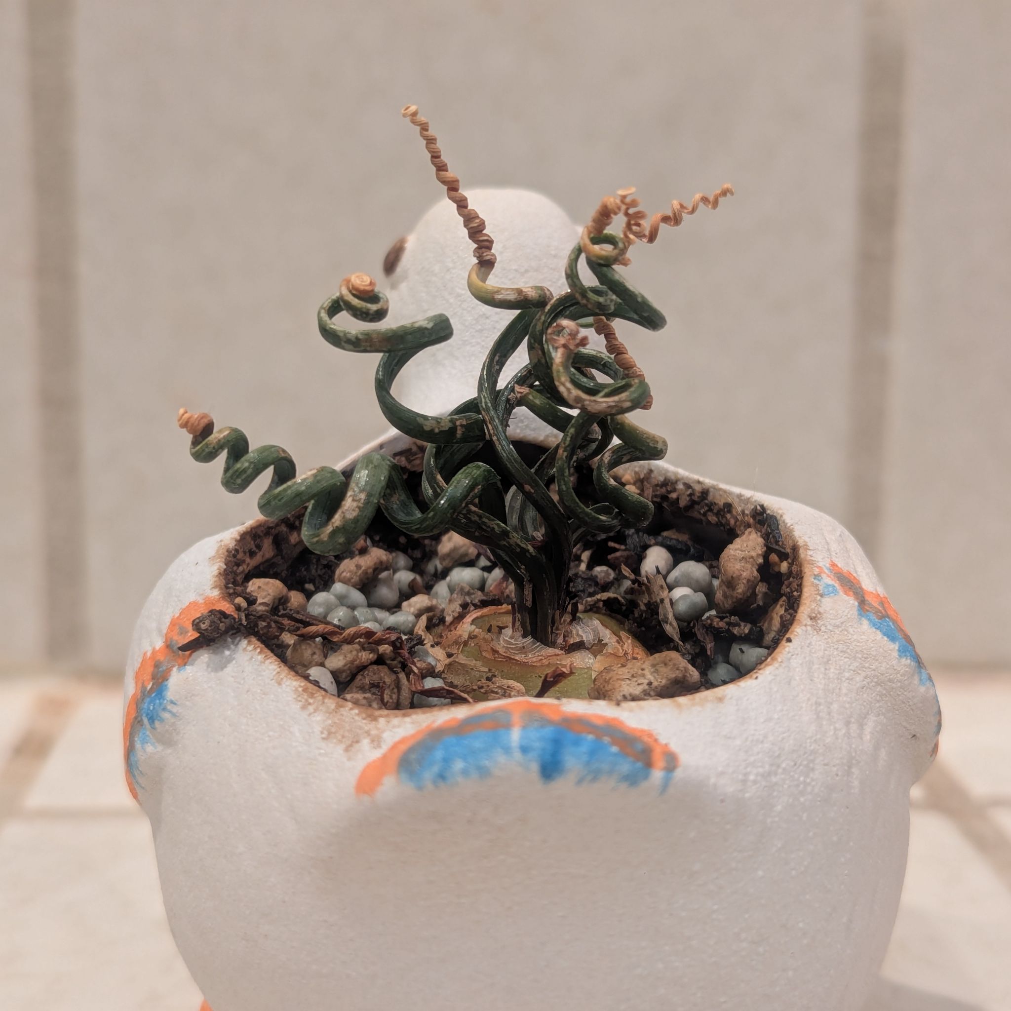 Photo of the plant species Albuca bruce-bayeri by @Queenazowski named Noodle on Greg, the plant care app
