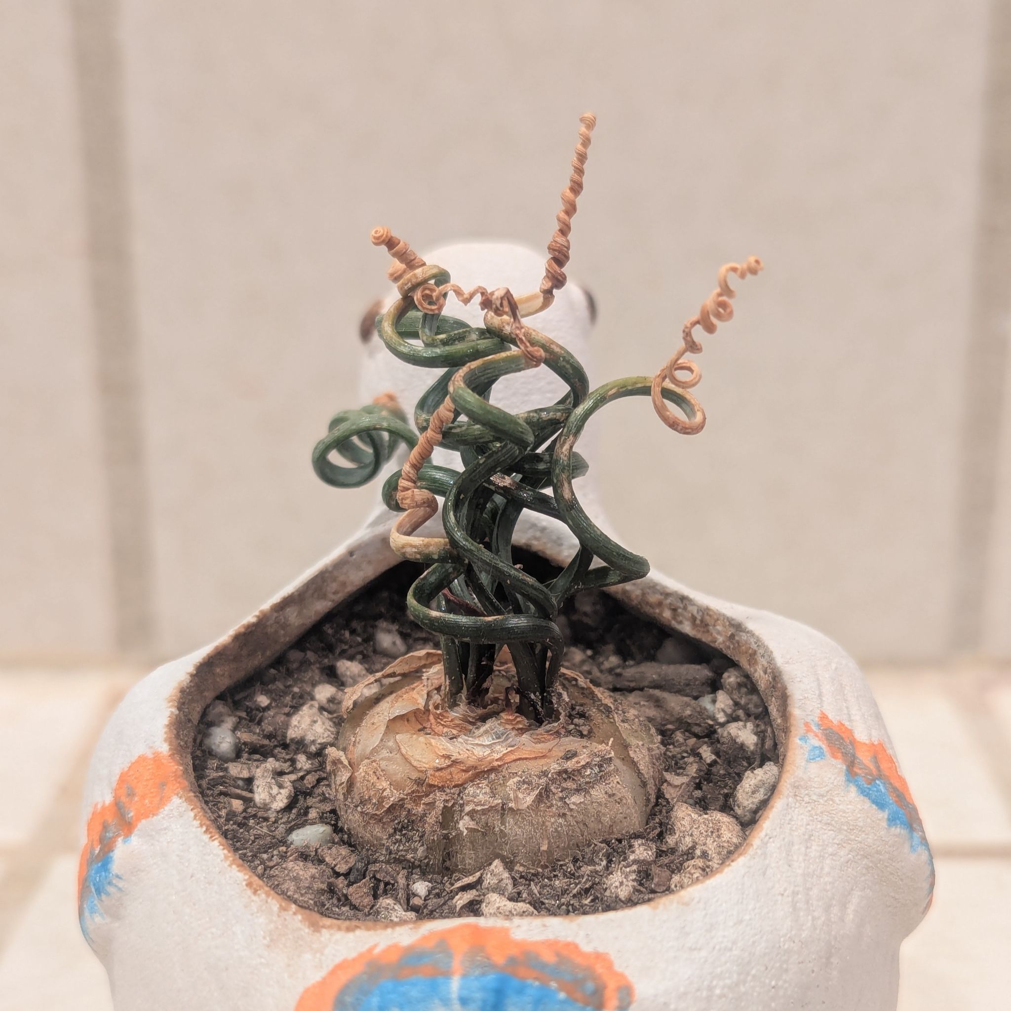 Photo of the plant species Albuca bruce-bayeri by @Queenazowski named Noodle on Greg, the plant care app