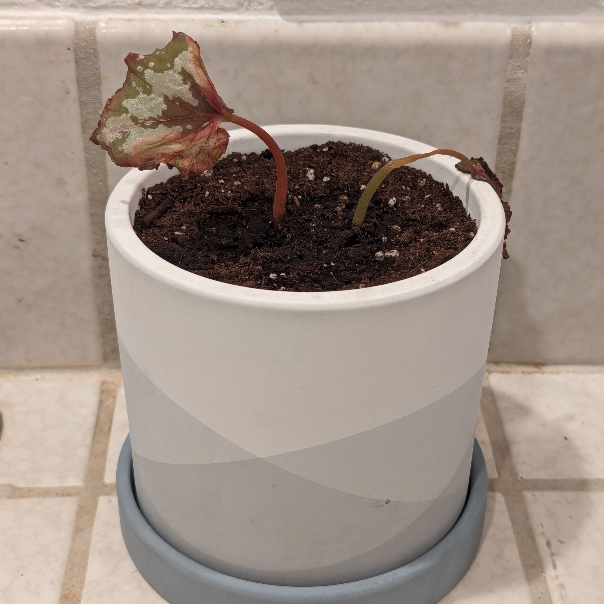 Potted Rex Begonia 'Escargot' with one discolored leaf and visible soil.
