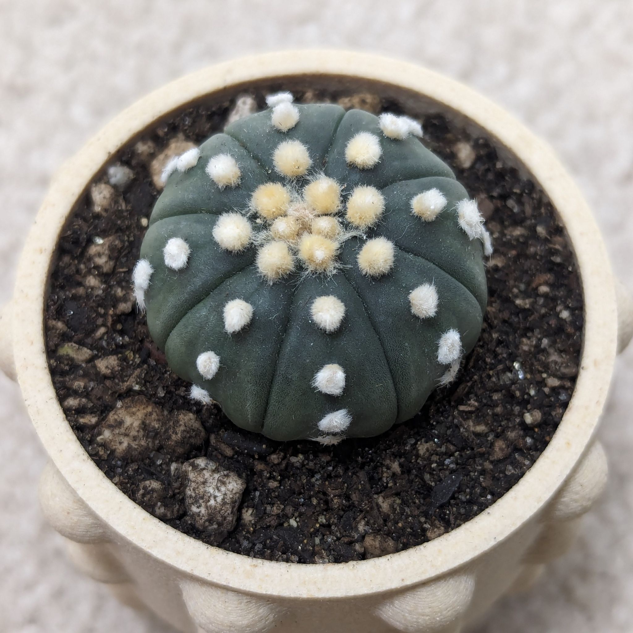Sand Dollar Cactus in a pot with visible soil, well-framed and in focus.