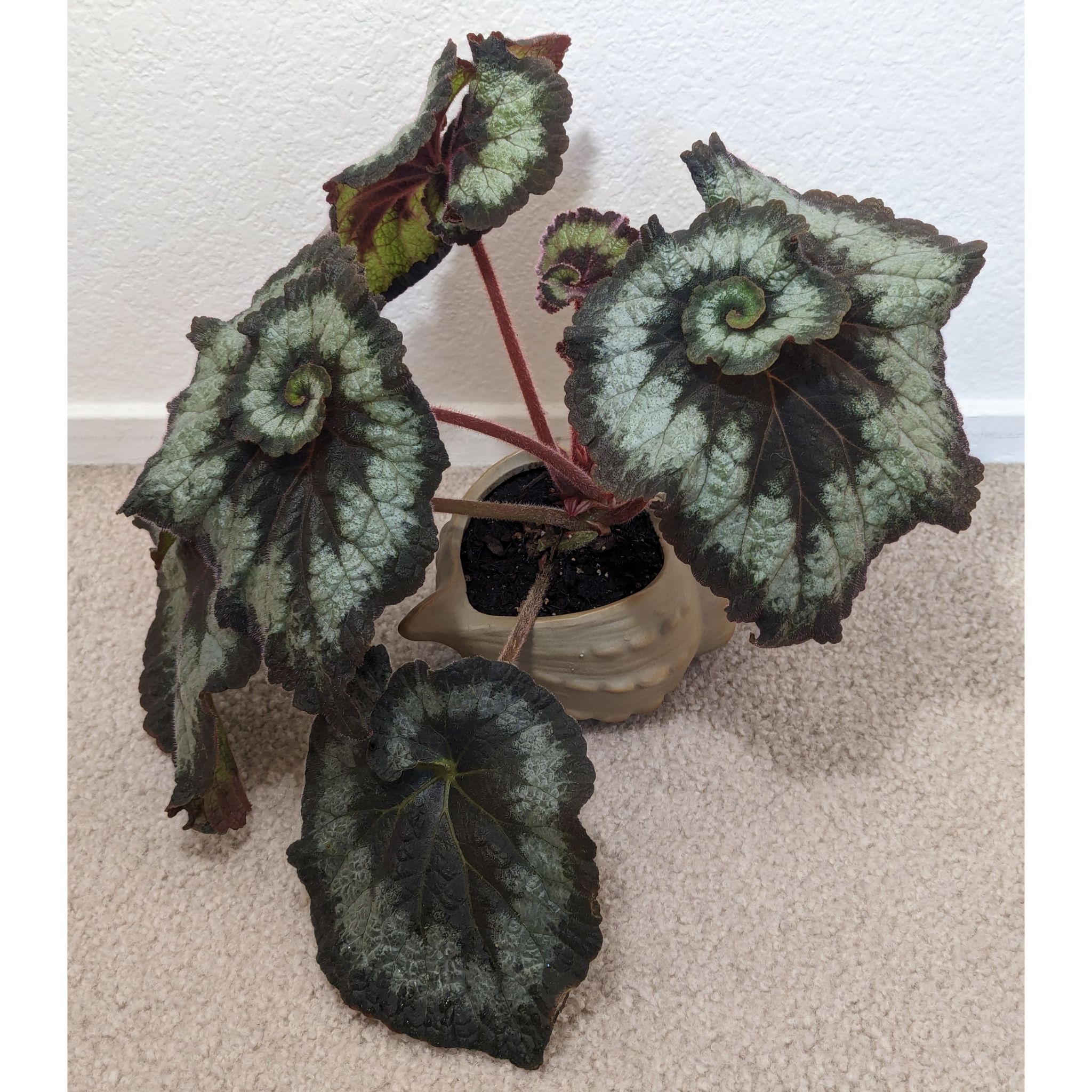 Rex Begonia 'Escargot' plant with spiral-patterned leaves in a pot on a carpeted floor.