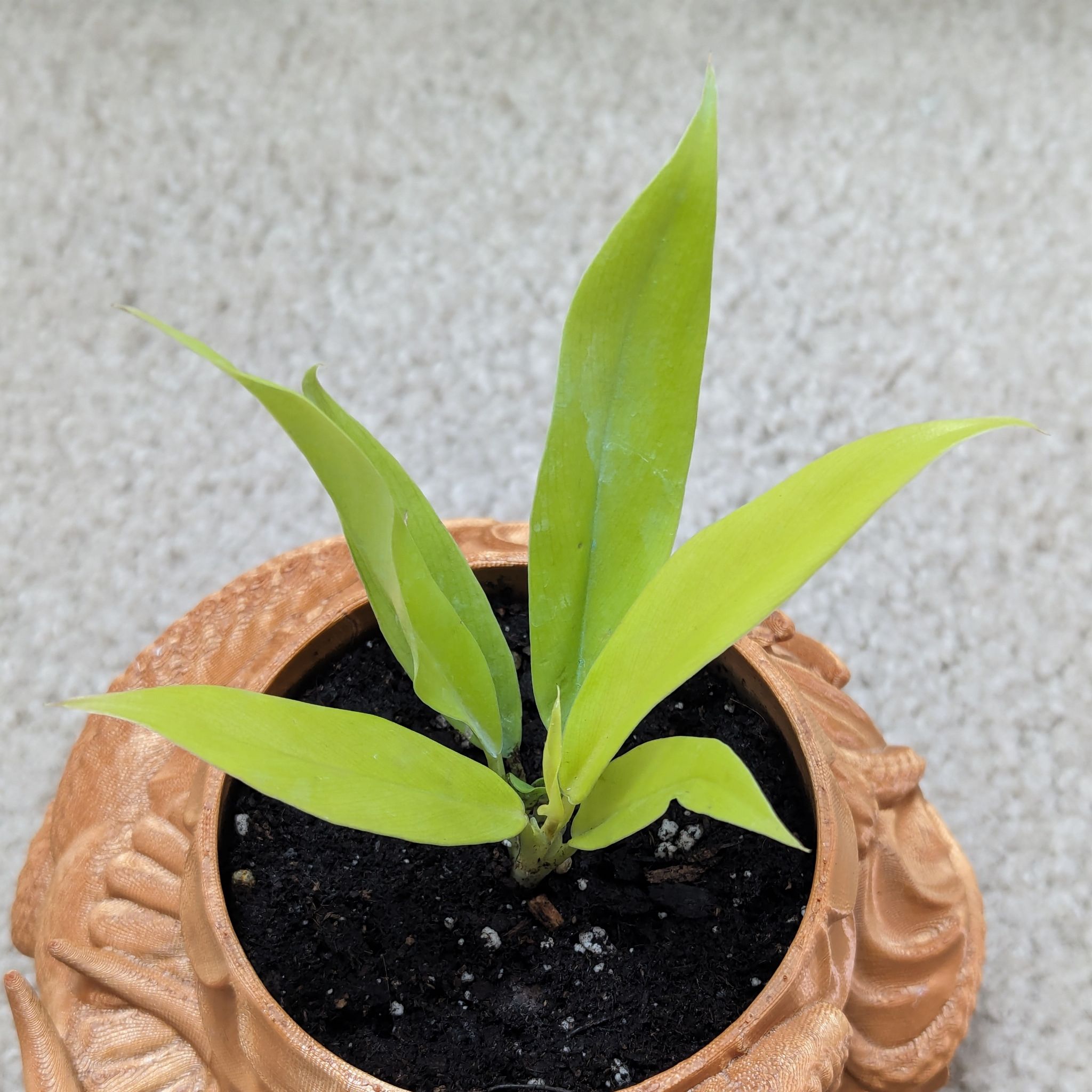 Golden Crocodile plant with light green leaves in a decorative pot with visible soil.