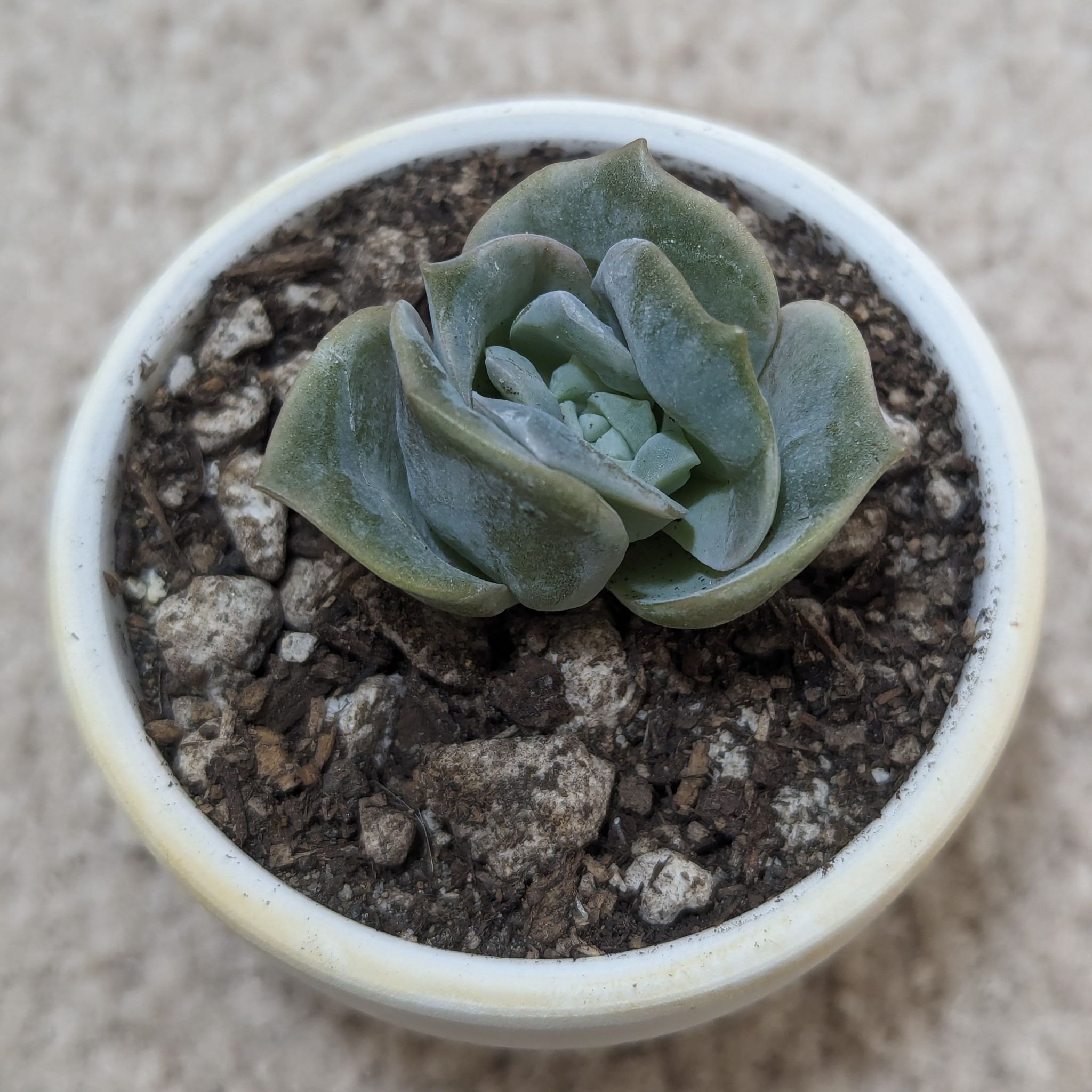 Graptoveria 'Lovely Rose' succulent in a white pot with visible soil.