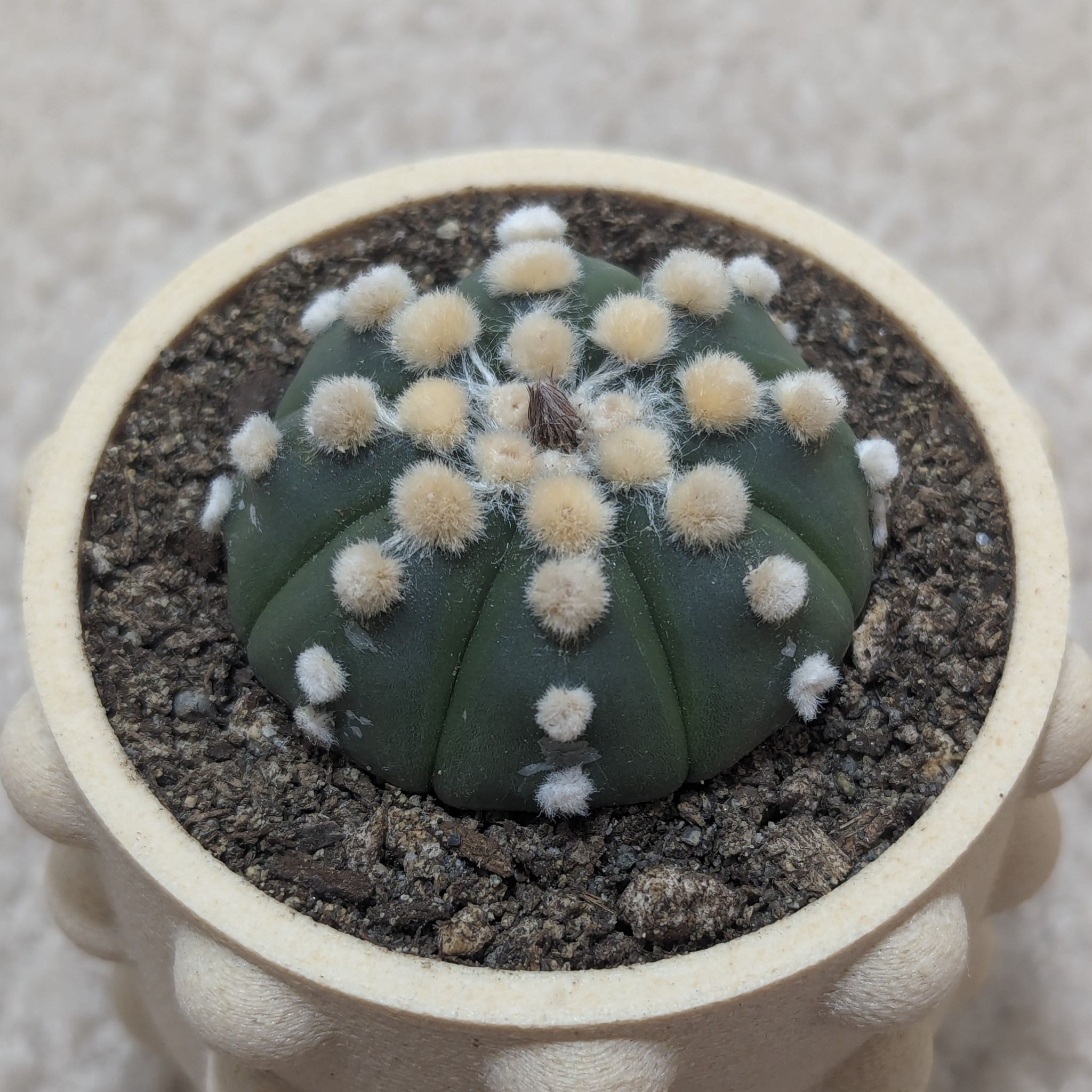 Sand Dollar Cactus (Astrophytum asterias) in a pot with visible soil.