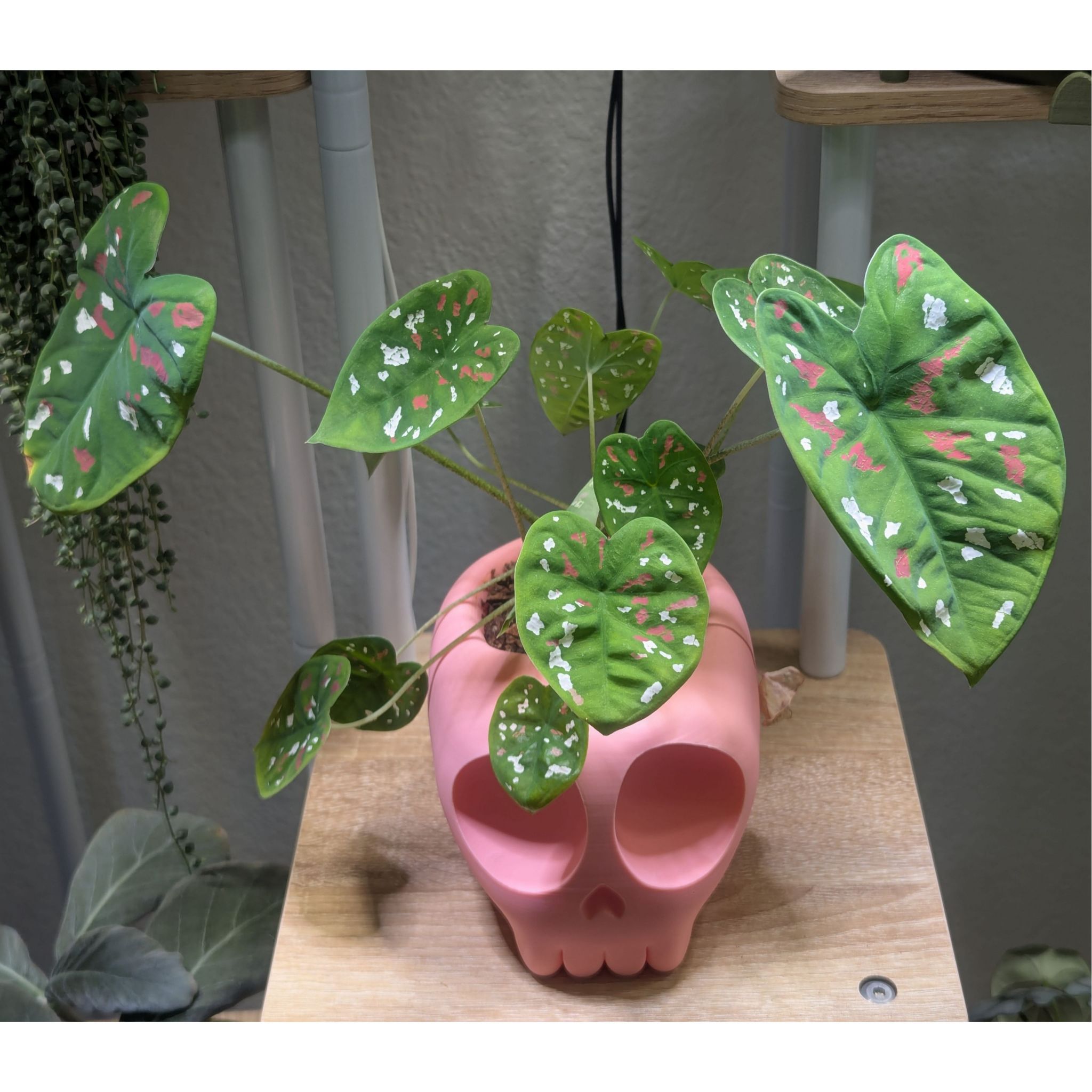 Photo of the plant species Caladium bicolor 'Freckles' by @Queenazowski named Harley Quinn on Greg, the plant care app