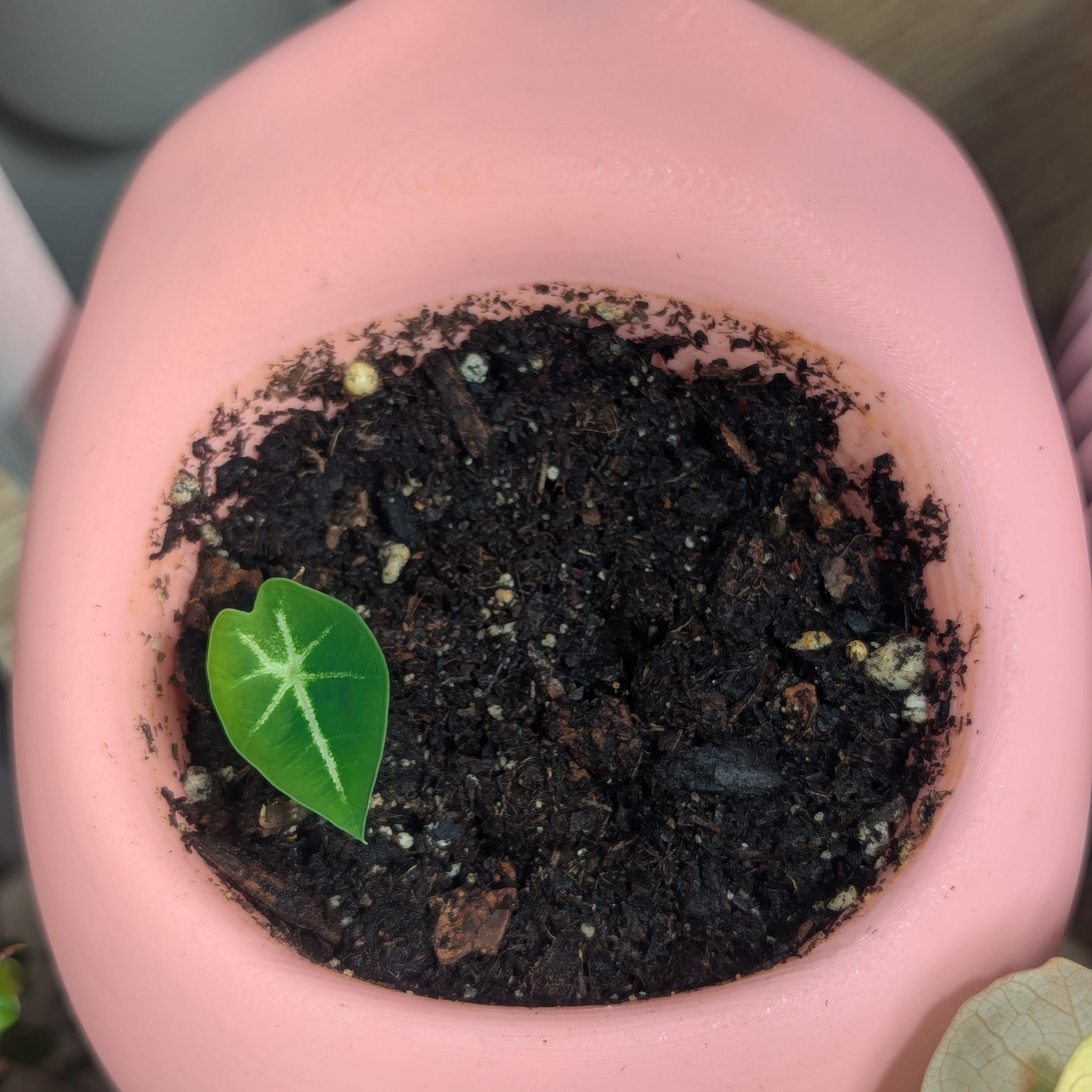Photo of the plant species Caladium bicolor 'Freckles' by @Queenazowski named Harley Quinn on Greg, the plant care app
