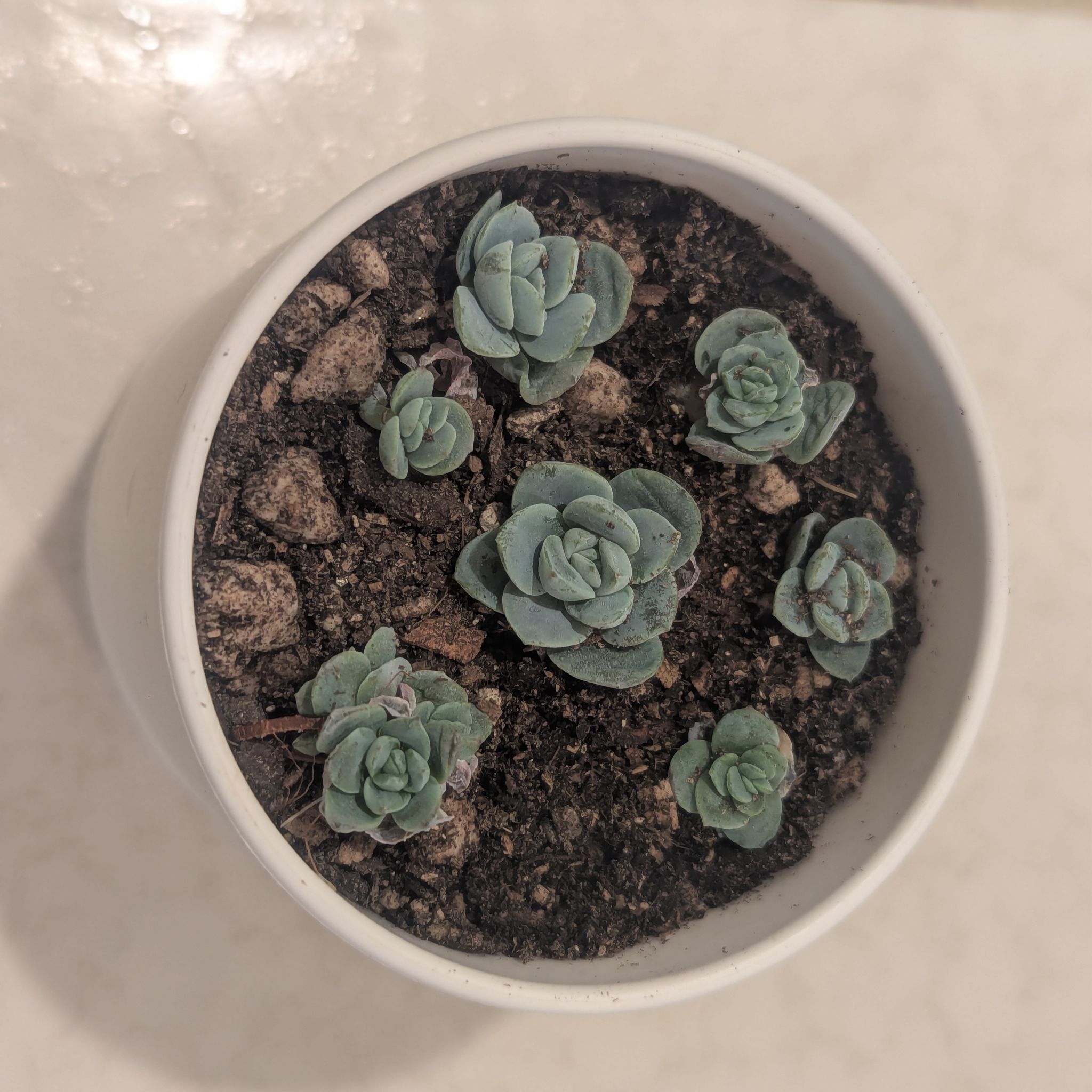 Photo of the plant species Ice Green Echeveria by @Queenazowski named Elsa on Greg, the plant care app