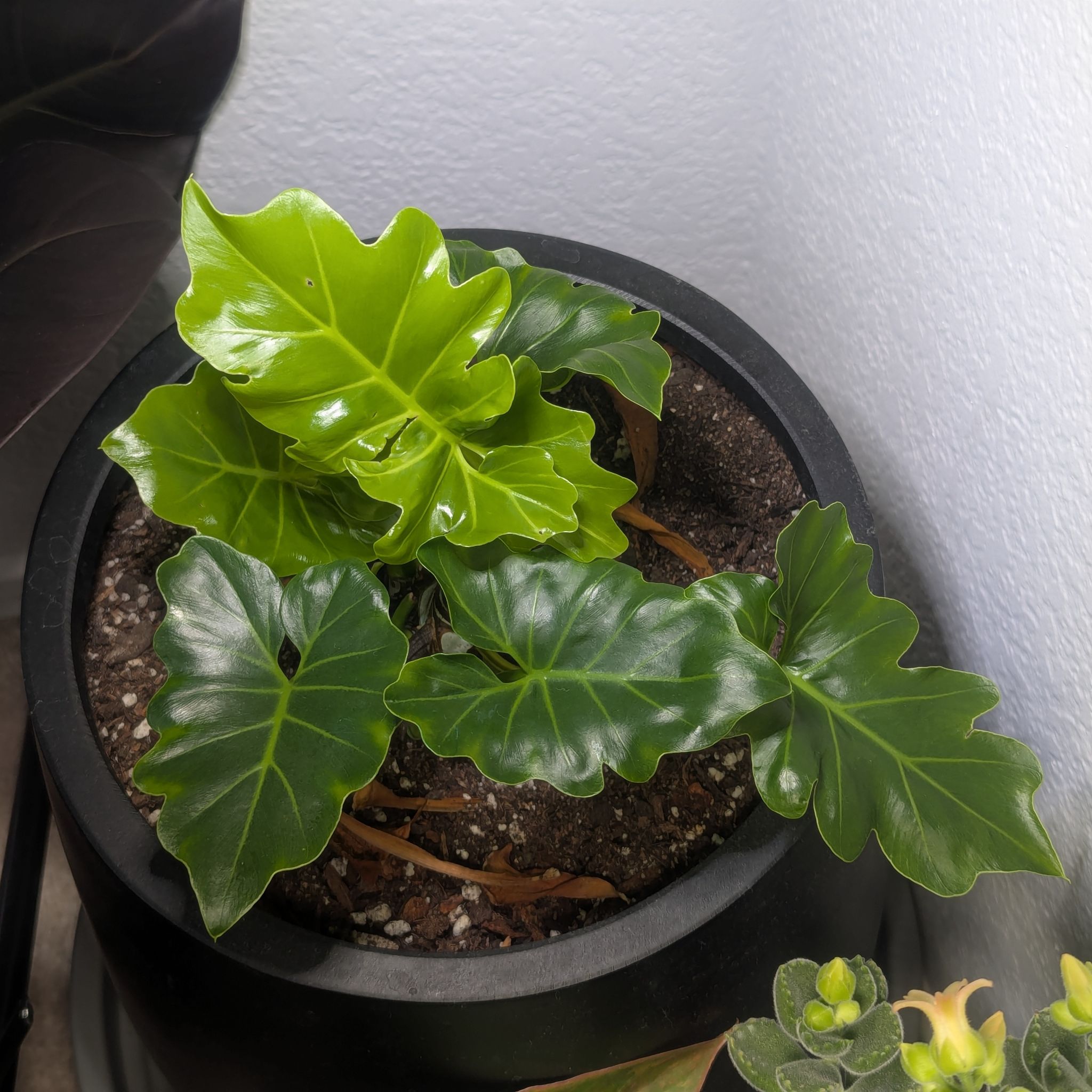 Photo of the plant species philodendr revolution by @Queenazowski named Toothless (Philodendron Revolution) on Greg, the plant care app