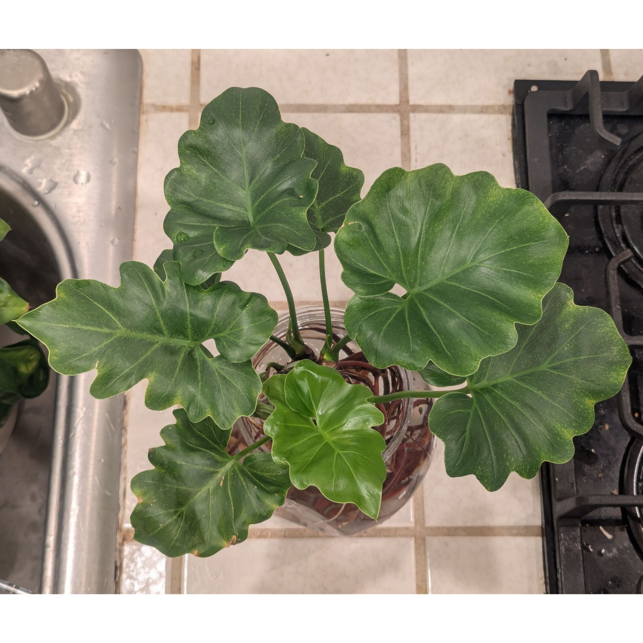 Photo of the plant species philodendr revolution by @Queenazowski named Toothless (Philodendron Revolution) on Greg, the plant care app