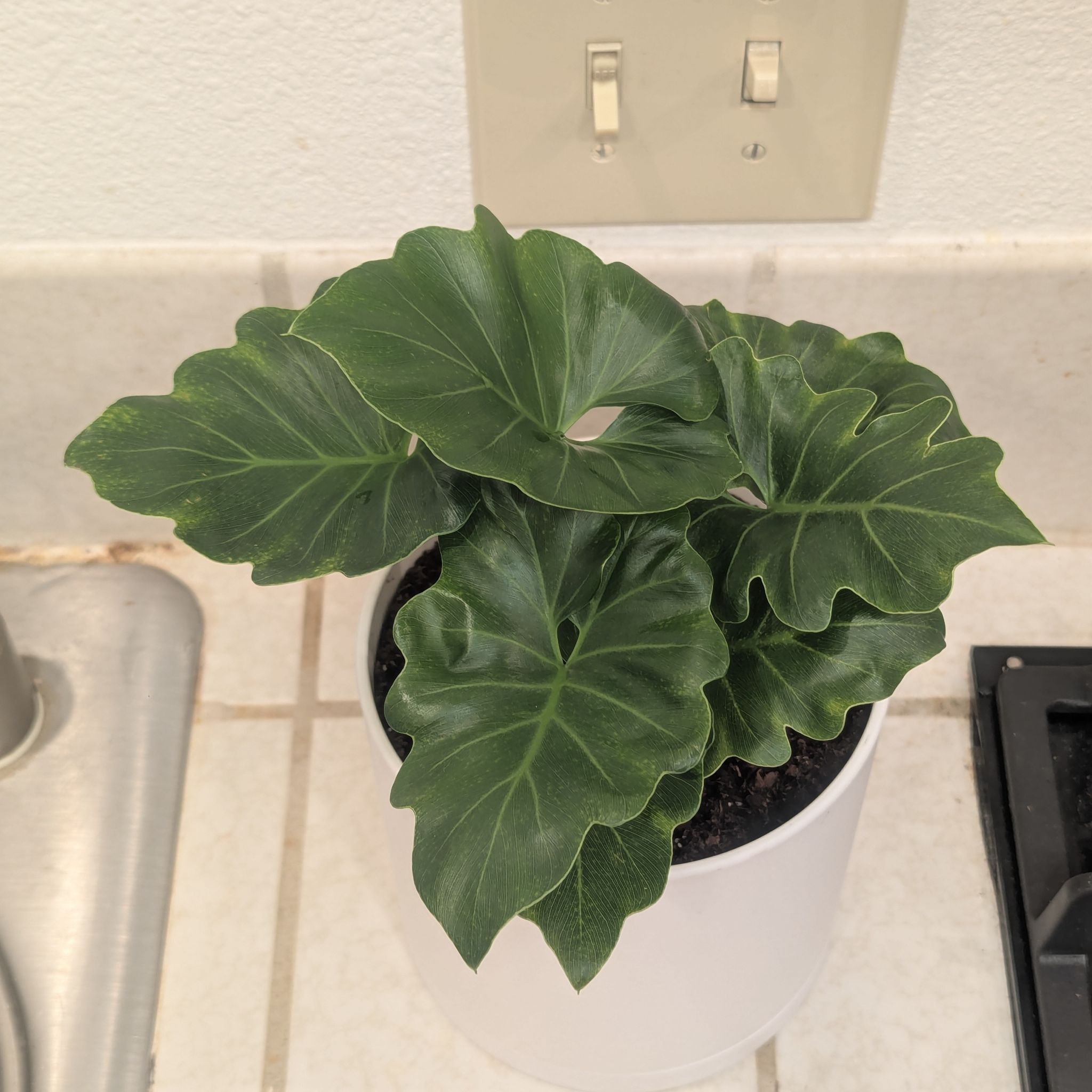 Photo of the plant species philodendr revolution by @Queenazowski named Toothless (Philodendron Revolution) on Greg, the plant care app
