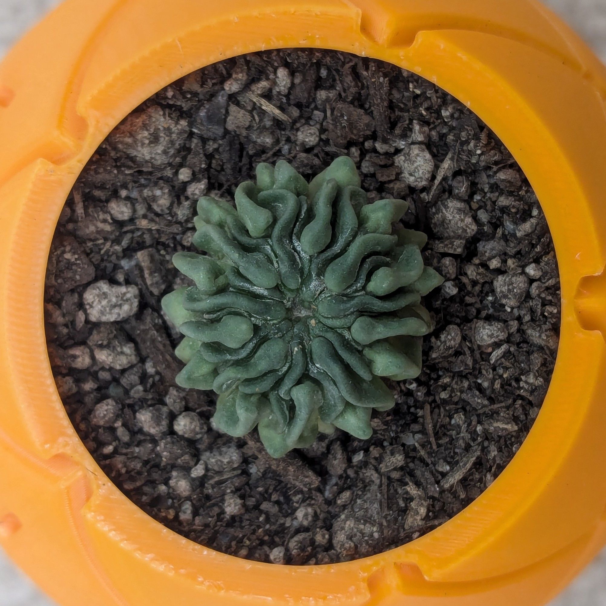 Plant care for Brain Cactus on Greg, the plant care app