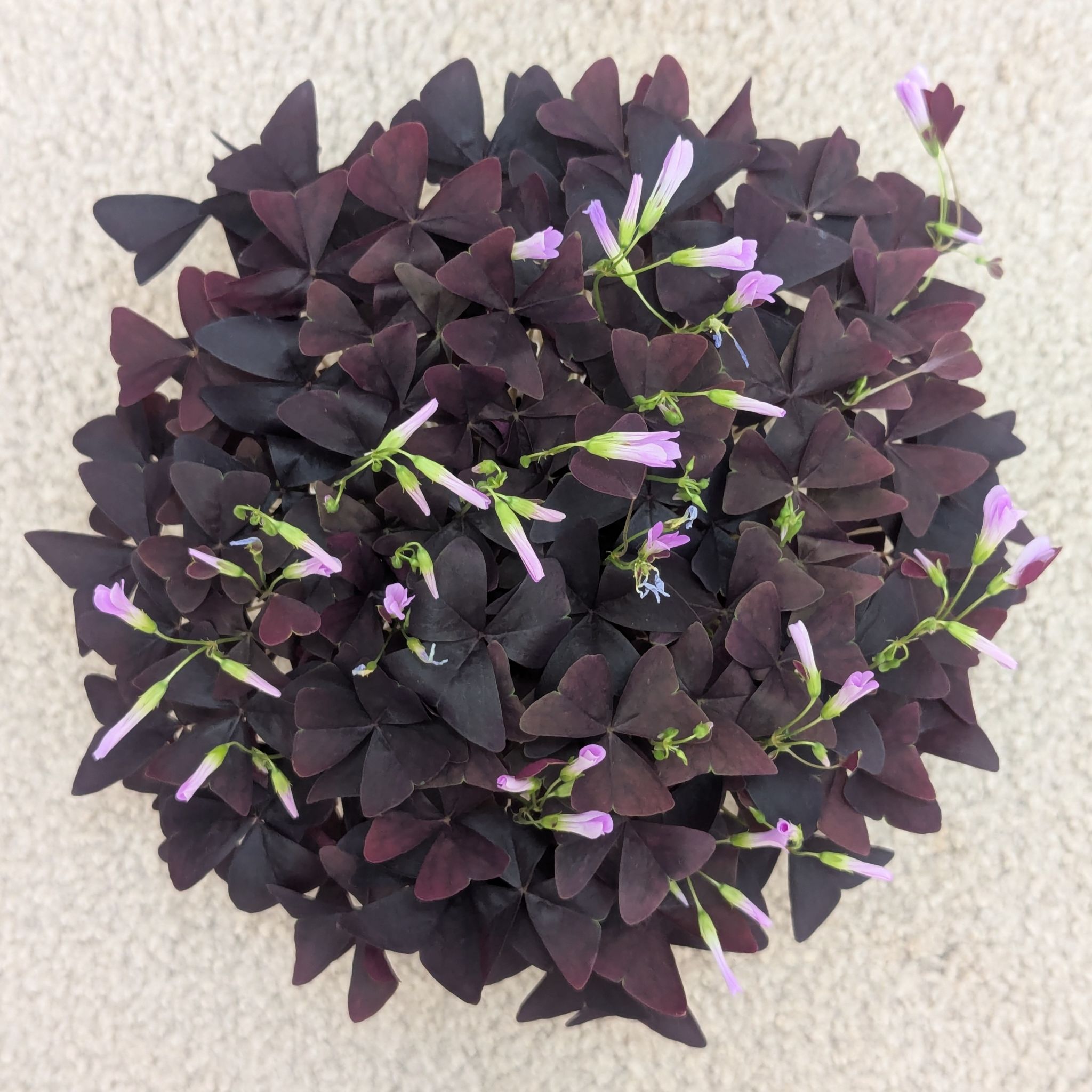 Photo of the plant species Oxalis 'Ebony Allure' by @Queenazowski named Happy on Greg, the plant care app