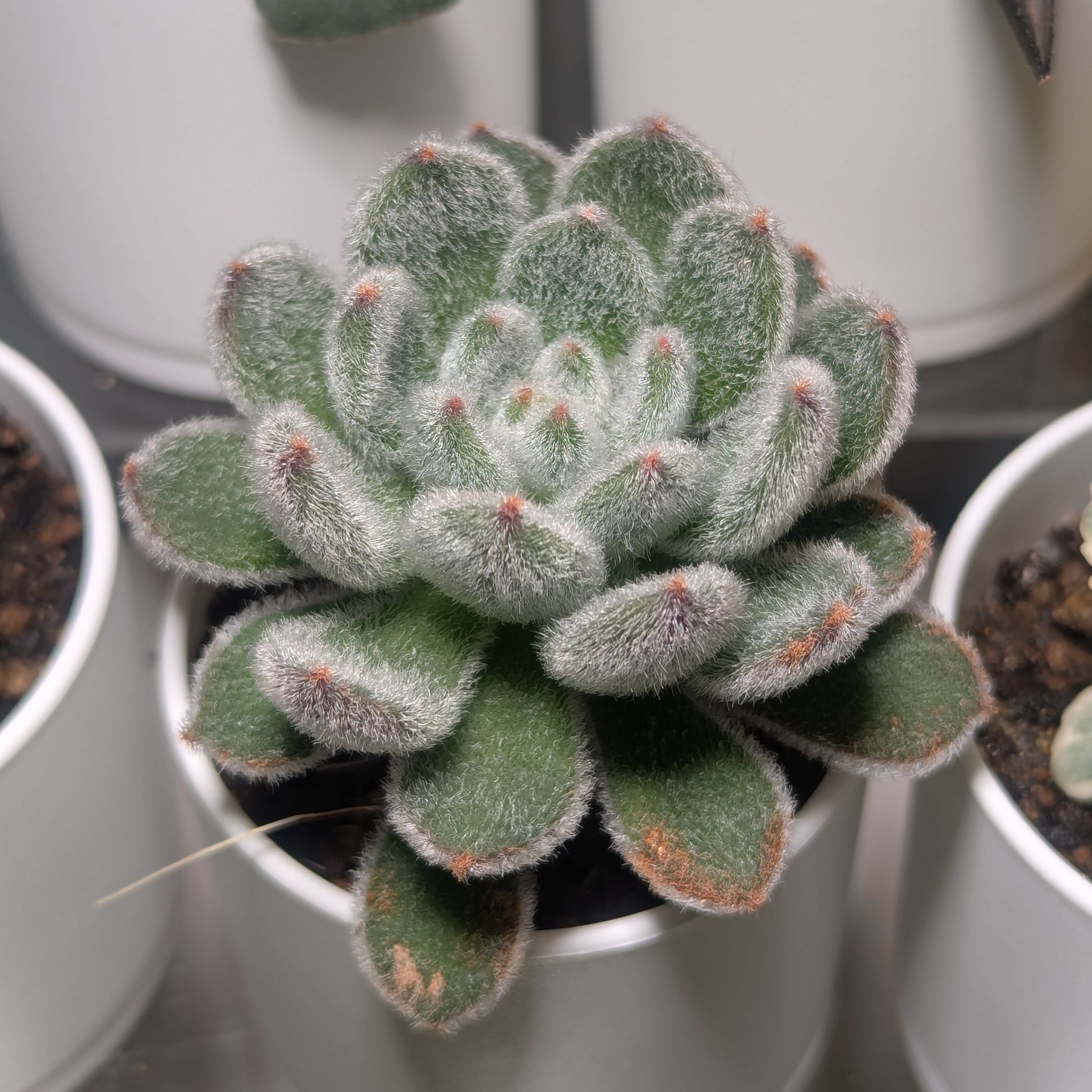 Photo of the plant species Woolly Rose by @Queenazowski named Floofy Jr on Greg, the plant care app