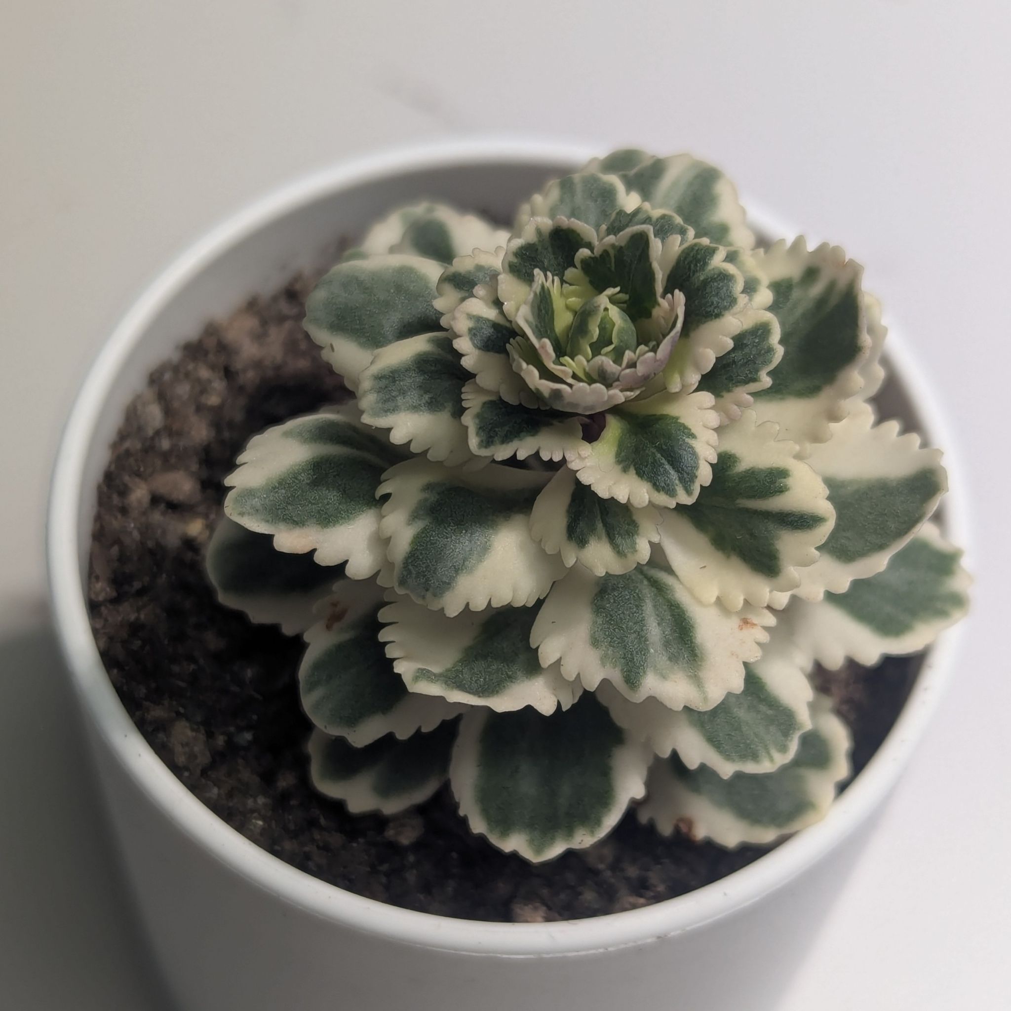 Photo of the plant species Sedum Atlantis Variegated by @Queenazowski named Farfalle Jr on Greg, the plant care app