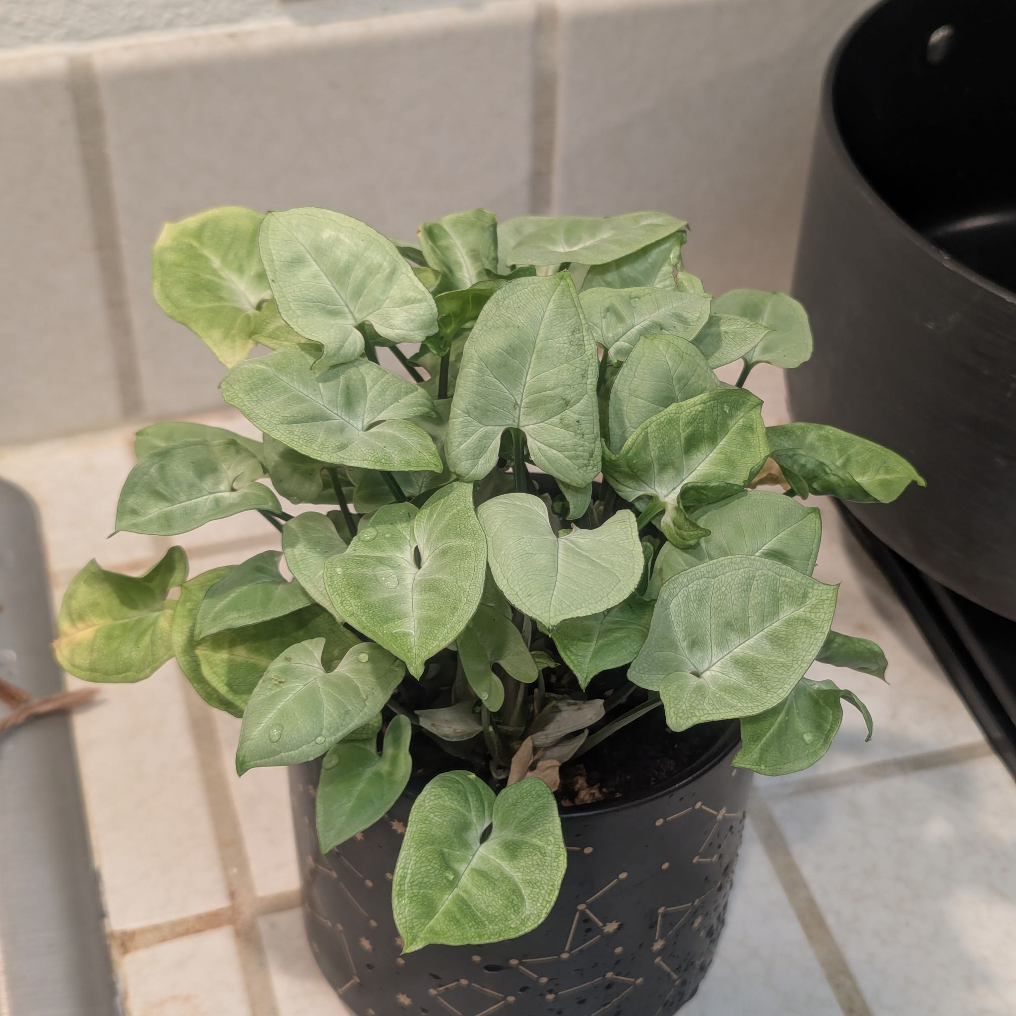Photo of the plant species Syngonium 'Moonshine' by @Queenazowski named Diana on Greg, the plant care app