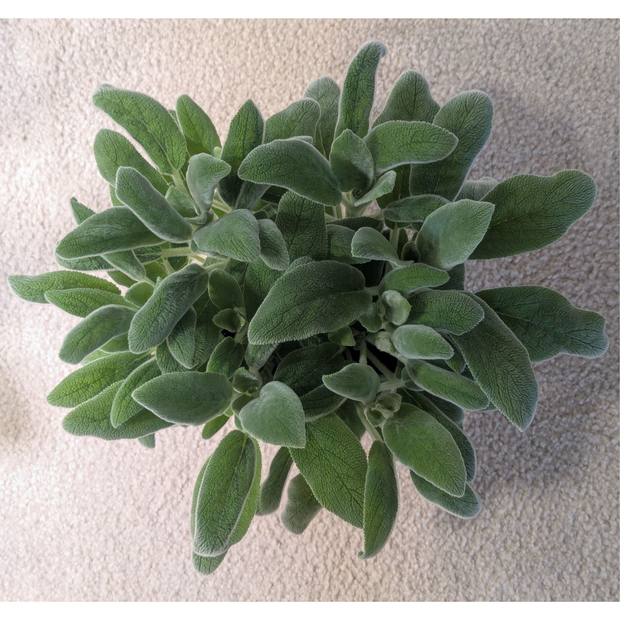 Photo of the plant species Lamb's Ear 'Primrose Heron' by @Queenazowski named Cheddar on Greg, the plant care app