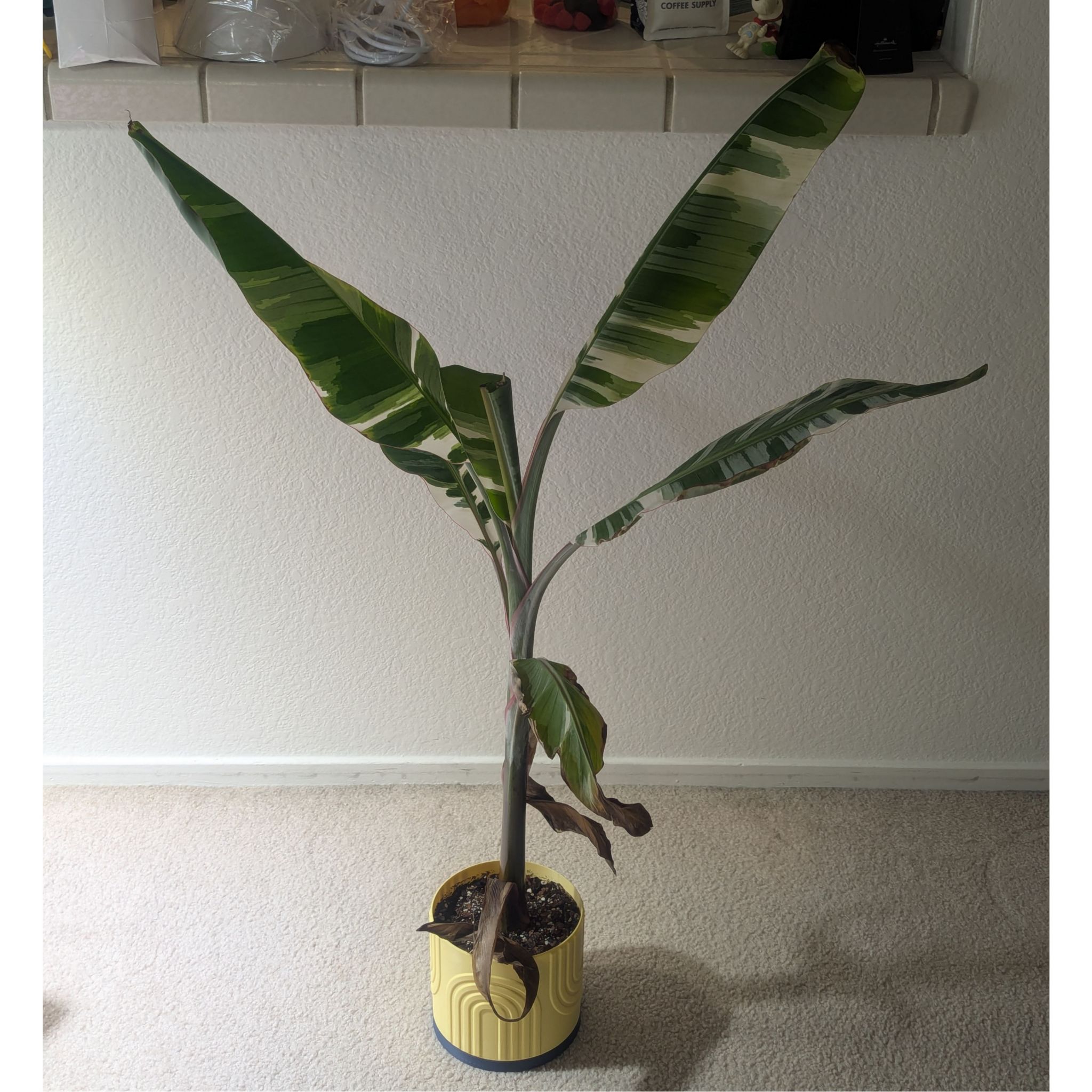 Photo of the plant species Florida Variegated Banana by @Queenazowski named Bob on Greg, the plant care app