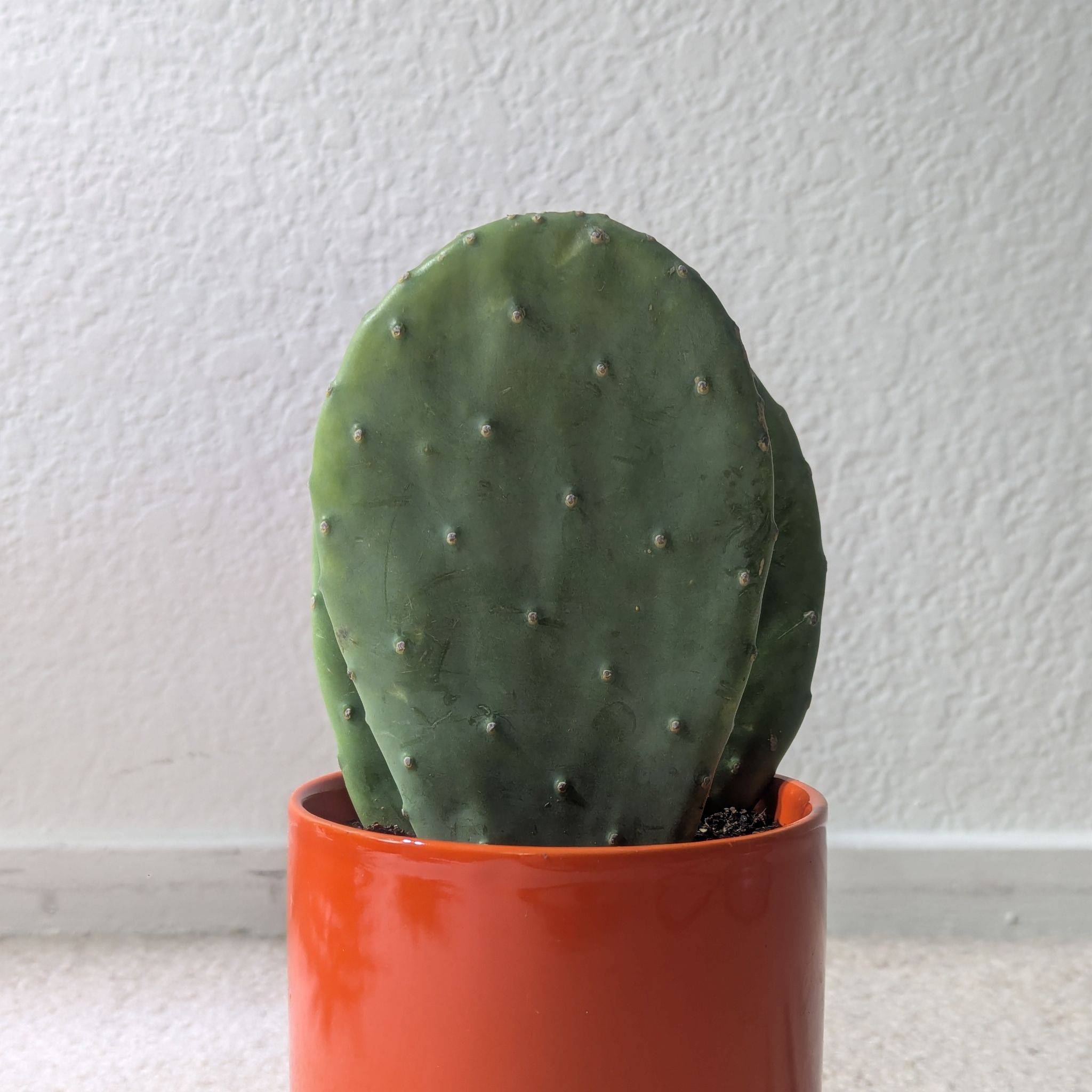 Photo of the plant species Opuntia cacanapa 'Ellisiana' by @Queenazowski named Olaf on Greg, the plant care app