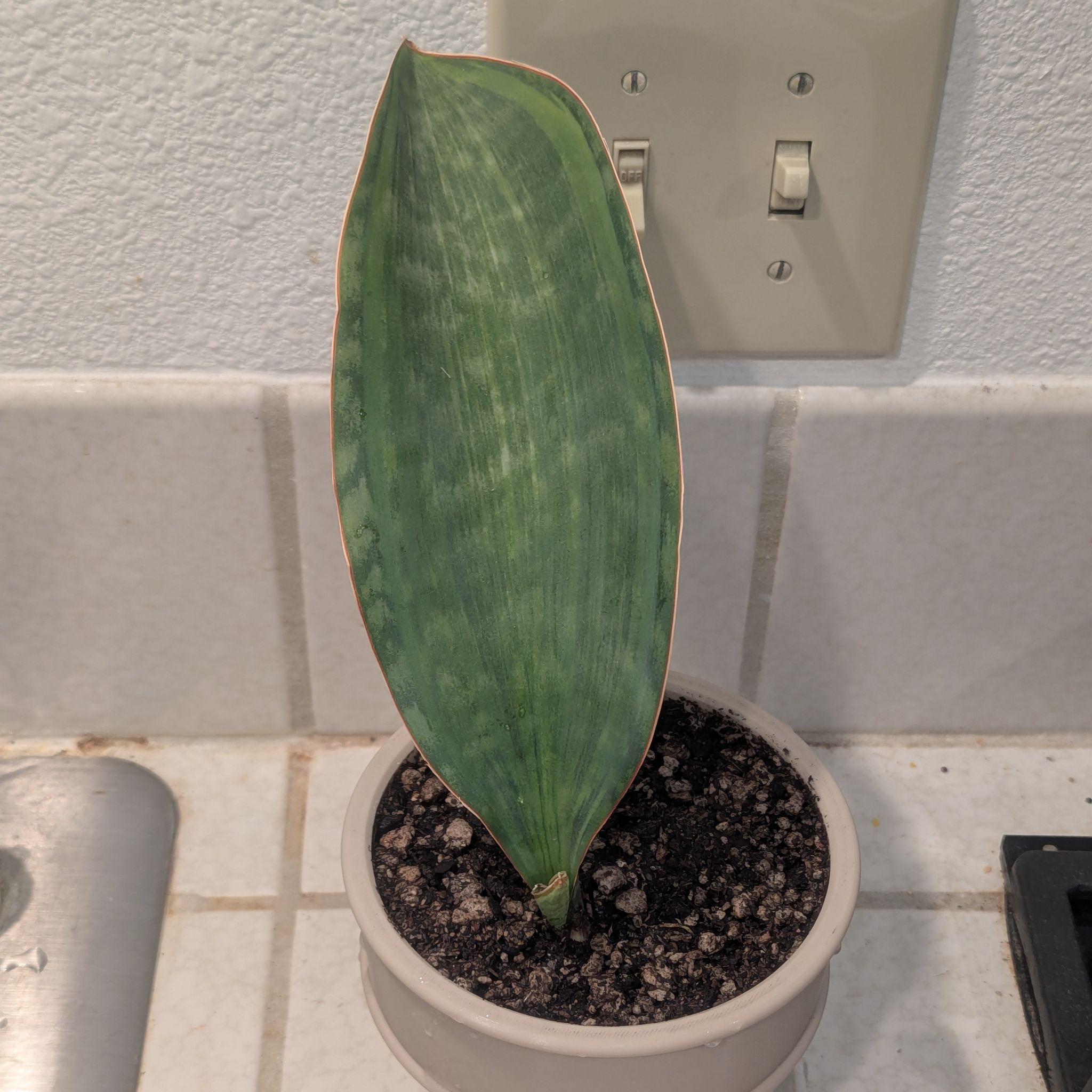 Photo of the plant species Variegated Whale Fin by @Queenazowski named Tsireya Jr on Greg, the plant care app