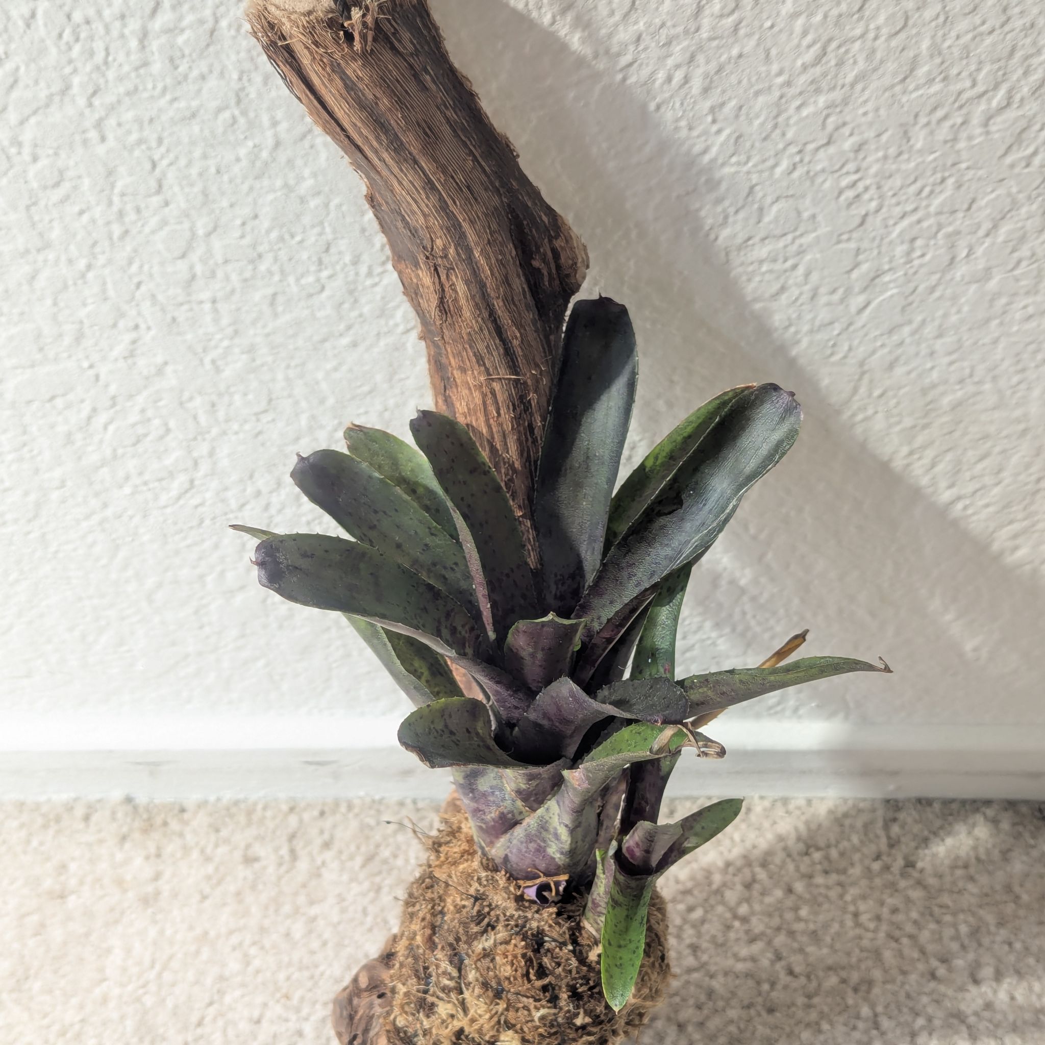 Photo of the plant species Bromeliad neoregelia by @Queenazowski named Julien on Greg, the plant care app