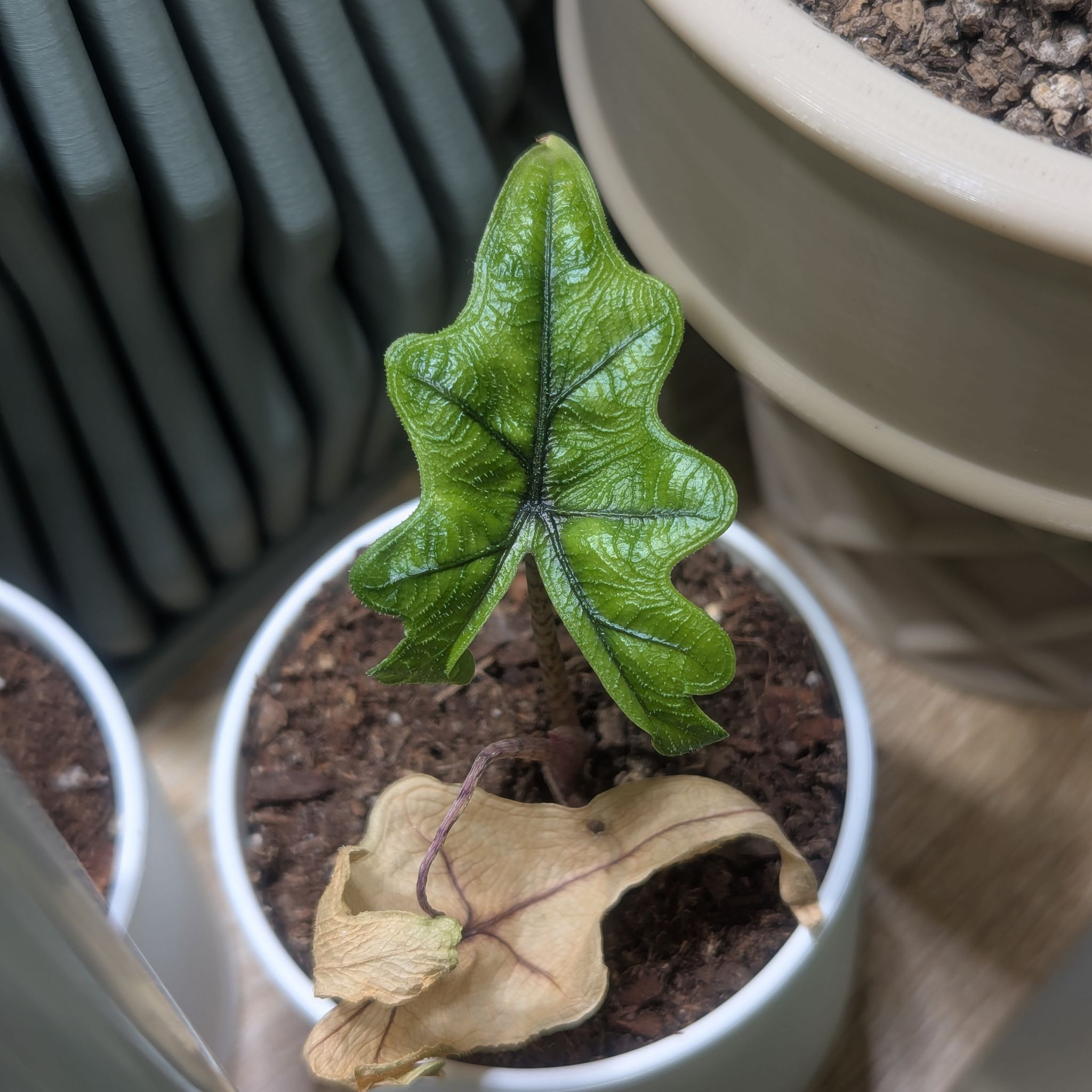 Photo of the plant species alocasia jacklyn by @Queenazowski named Vermithor on Greg, the plant care app