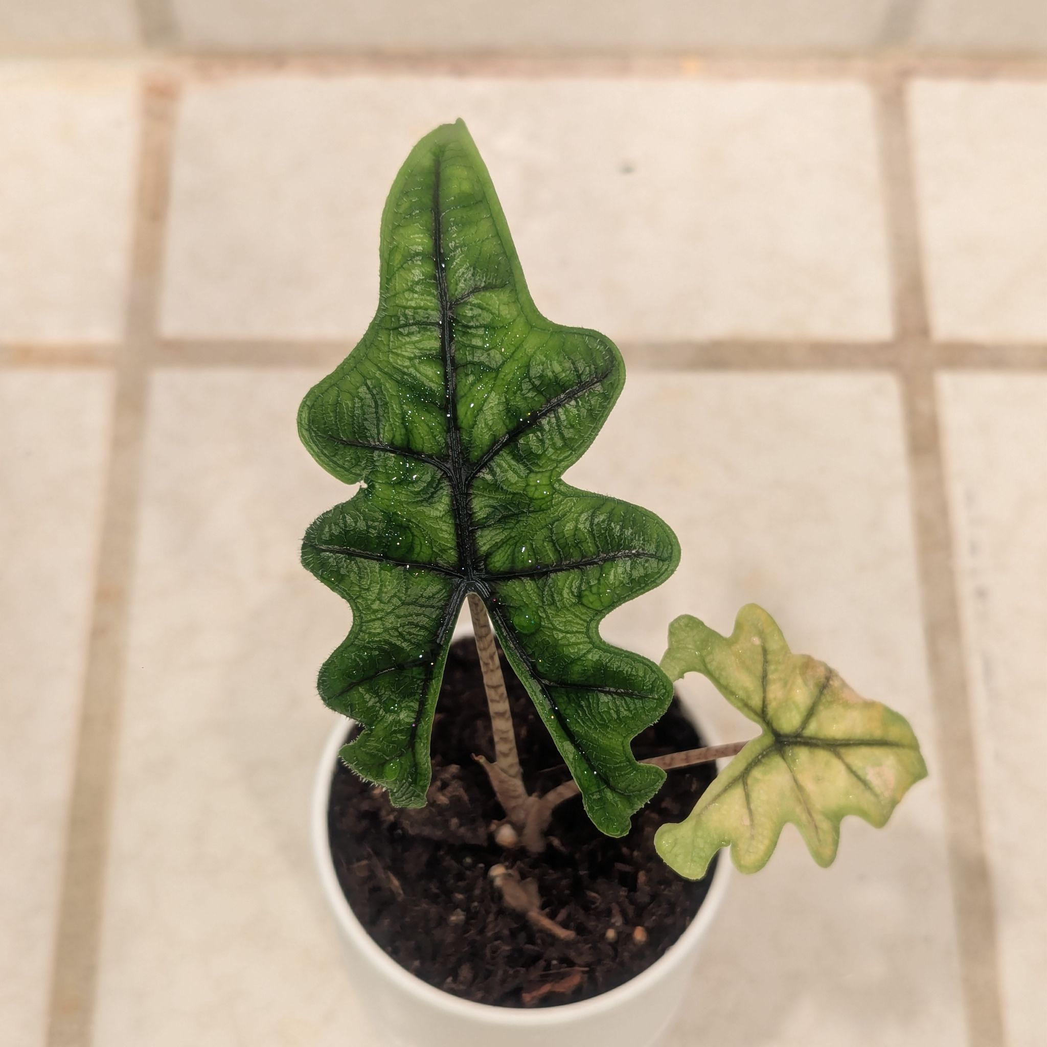 Photo of the plant species alocasia jacklyn by @Queenazowski named Vermithor on Greg, the plant care app