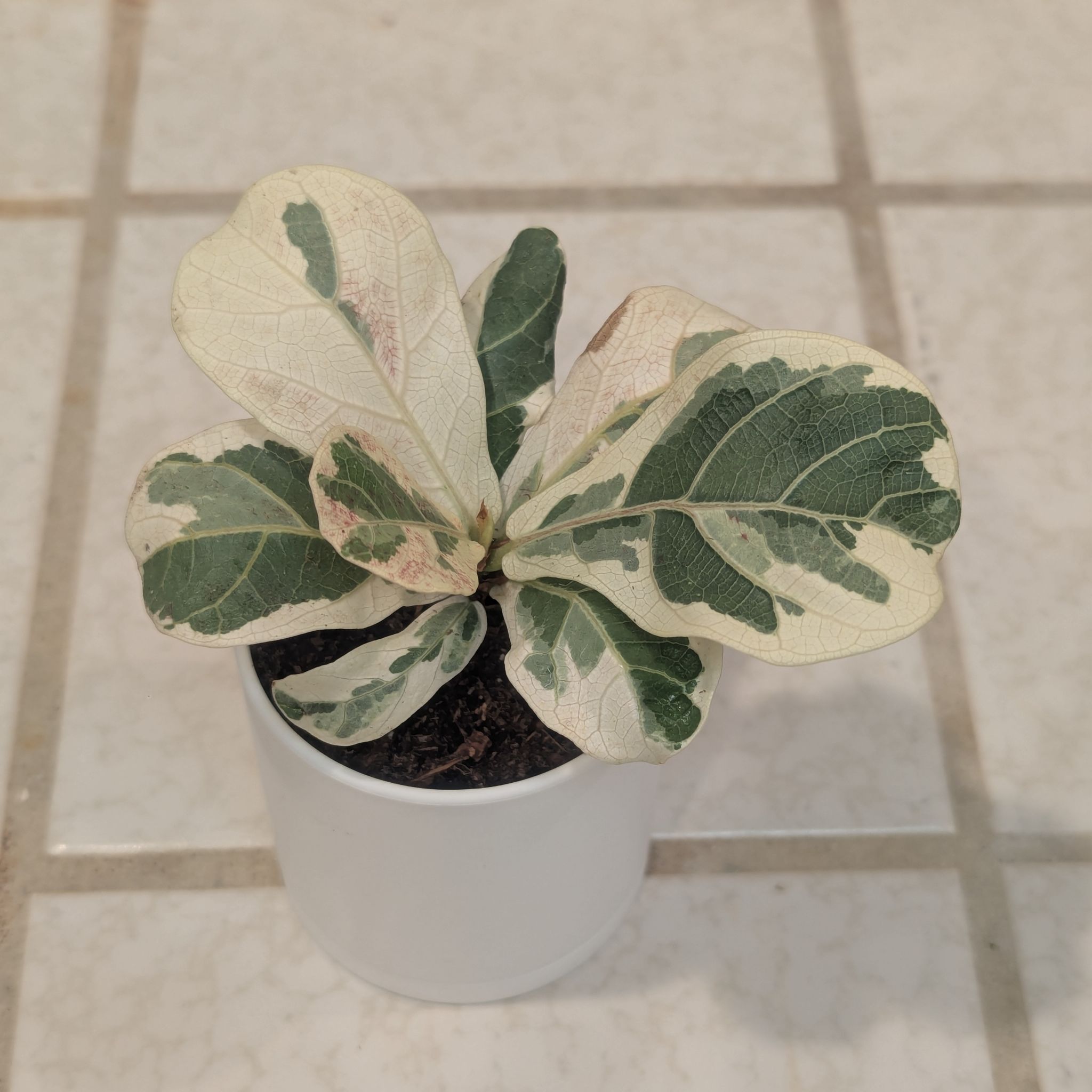 Photo of the plant species Variegated Fiddle Fig Leaf by @Queenazowski named Waffle on Greg, the plant care app