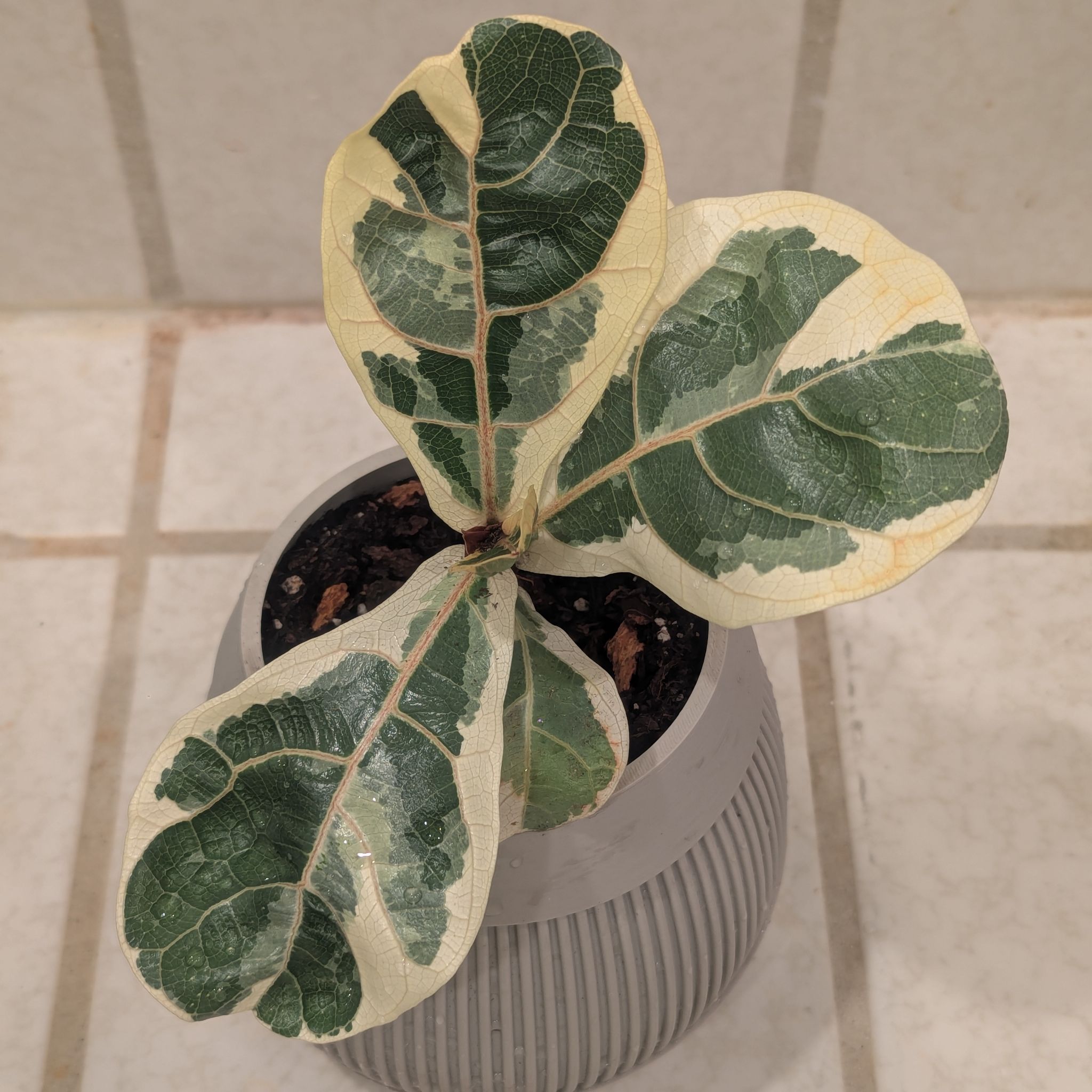 Photo of the plant species Variegated Fiddle Fig Leaf by @Queenazowski named Waffle on Greg, the plant care app