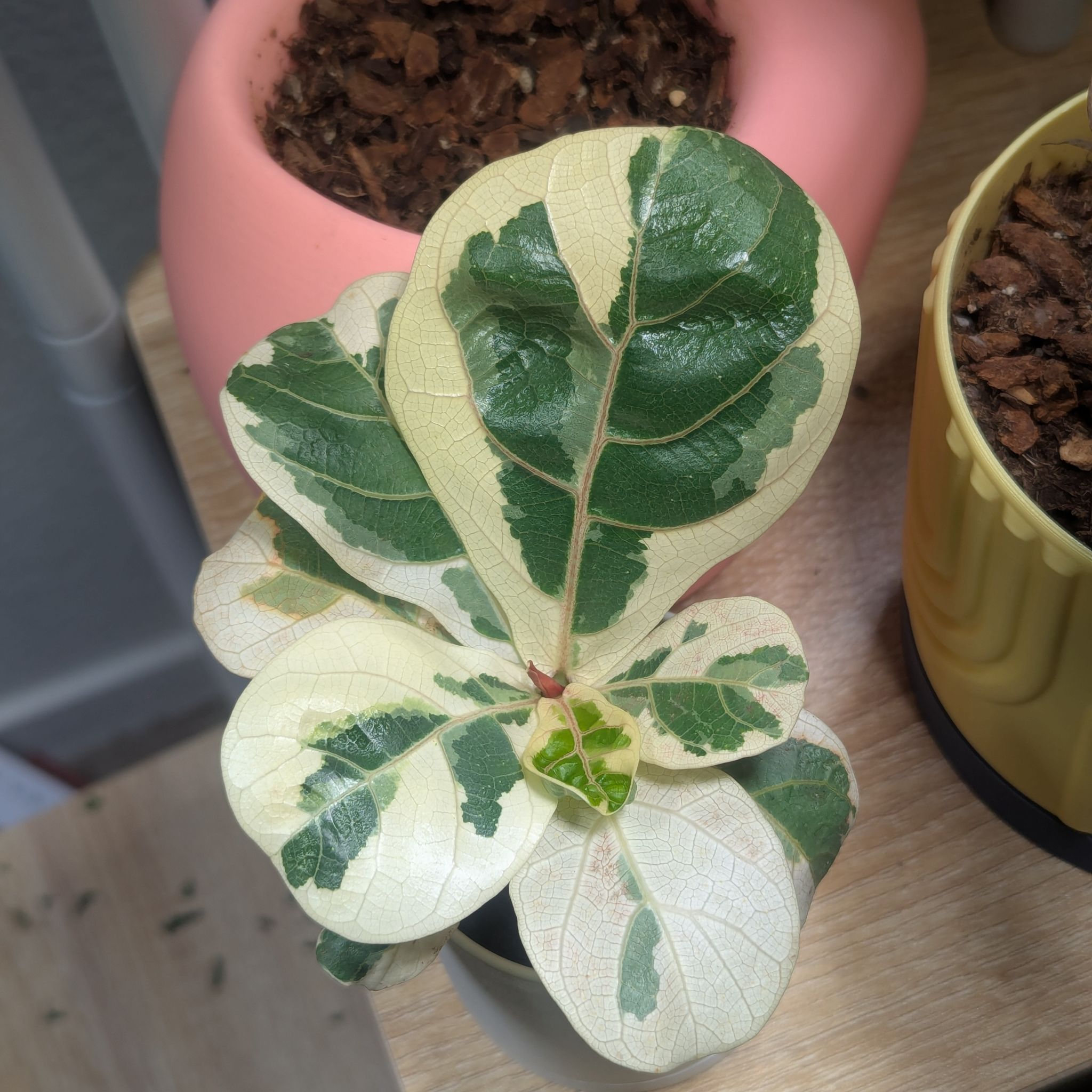 Photo of the plant species Variegated Fiddle Fig Leaf by @Queenazowski named Waffle on Greg, the plant care app