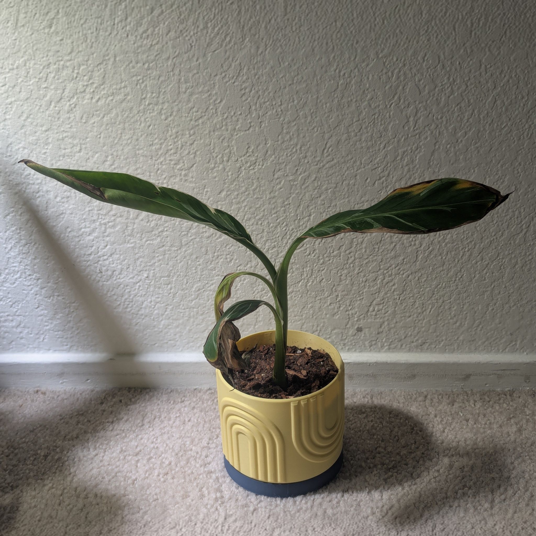 Photo of the plant species Ae Ae Banana by @Queenazowski named Bob on Greg, the plant care app