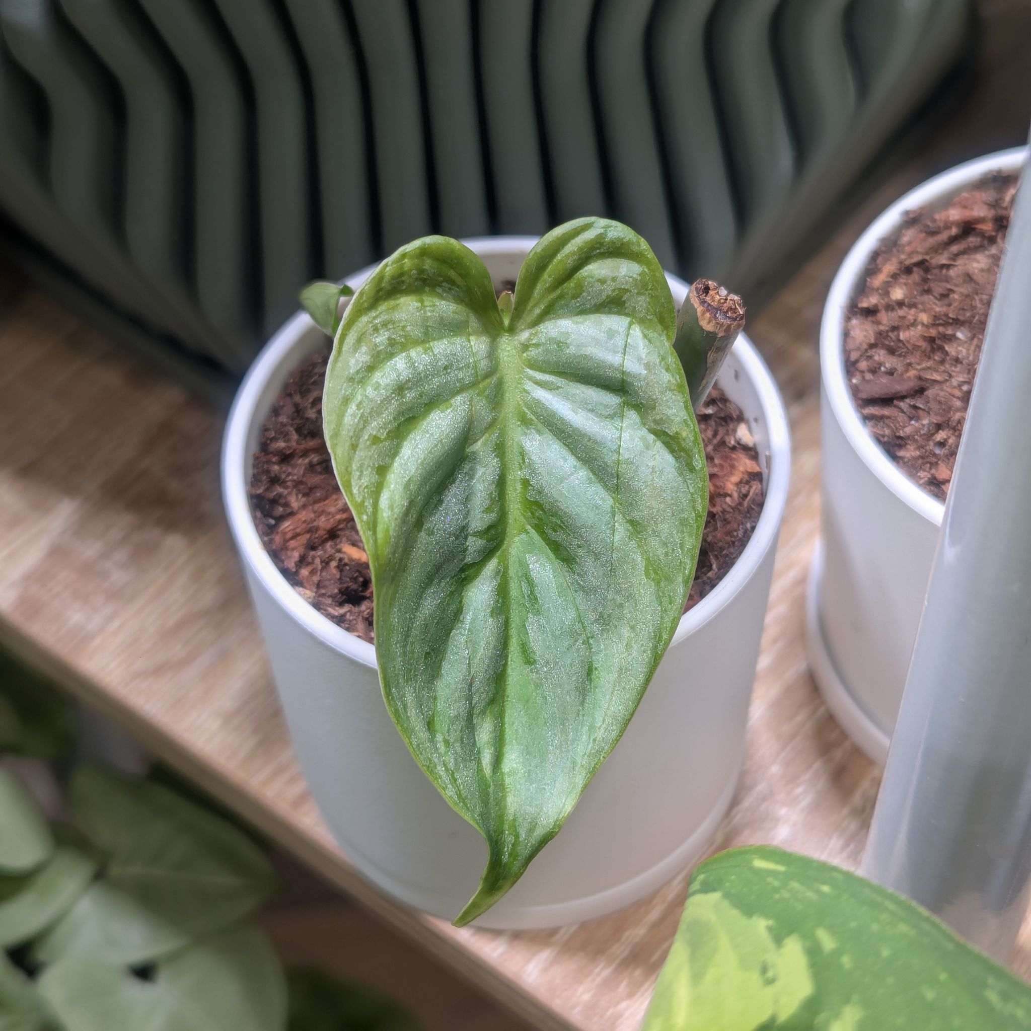 Photo of the plant species Philodendron 'Majestic' by @Queenazowski named Mel Jr on Greg, the plant care app