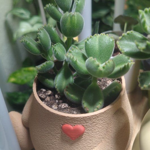 Photo of the plant species Variegated Bear's Paw by @Queenazowski named Lotso Jr on Greg, the plant care app