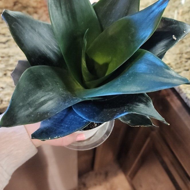 Photo of the plant species snake plant 'silver star' by @CertainKeylime named Sproutacus on Greg, the plant care app