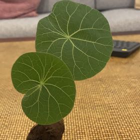 Photo of the plant species Stephania 'Nova' by @ExpertMangeao named Denali on Greg, the plant care app