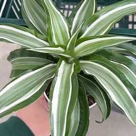 Photo of the plant species Dracaena Kanzi by @UnusualViszsla named Zeus on Greg, the plant care app