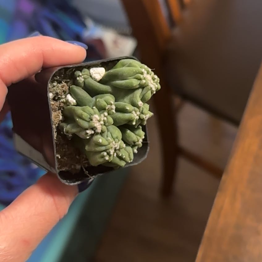 A healthy Peyote cactus in a small pot, held by a hand.
