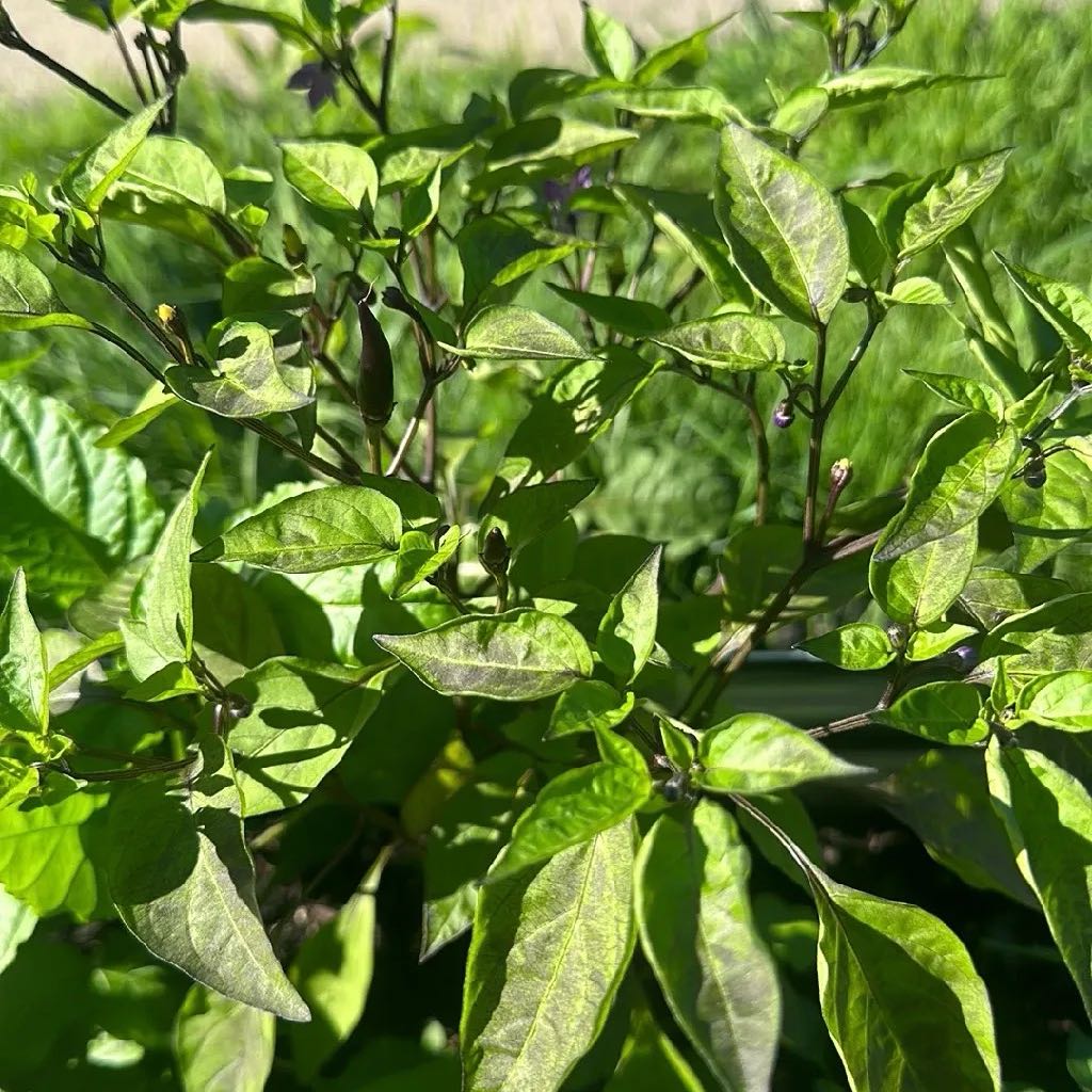 Photo of the plant species Ranunculus by @RadAngelwing named Cleopatra on Greg, the plant care app