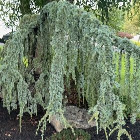 Photo of the plant species Weeping Willow by @MeticulousAgave named Kendall on Greg, the plant care app