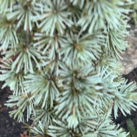 Photo of the plant species Atlas Cedar by @MeticulousAgave named Navajo on Greg, the plant care app
