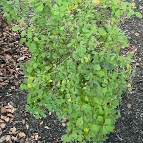 Photo of the plant species Japanese Barberry by @MeticulousAgave named Robert Plant on Greg, the plant care app