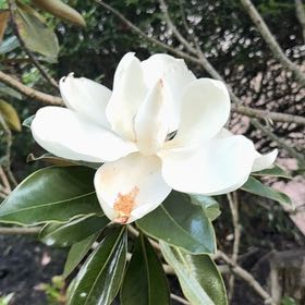 Photo of the plant species Southern Magnolia by @MeticulousAgave named Tree Diddy on Greg, the plant care app