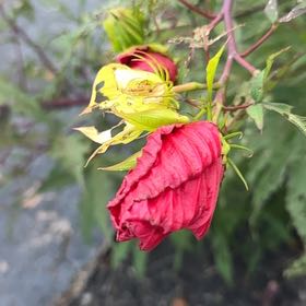 Photo of the plant species Scarlet Hibiscus by @MeticulousAgave named Cleopatra on Greg, the plant care app