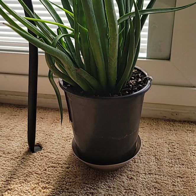 Photo of the plant species Mangave 'Bad Hair Day' by @TidyWoodruff named Mangave Bad hair day on Greg, the plant care app