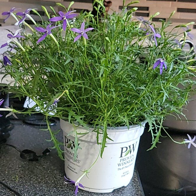 Photo of the plant species Isotoma 'Beth's Blue' by @TidyWoodruff named Gregarious on Greg, the plant care app