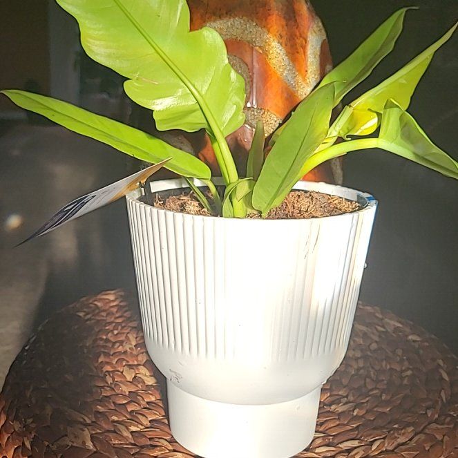 Photo of the plant species Golden croc by @TidyWoodruff named Lavender on Greg, the plant care app