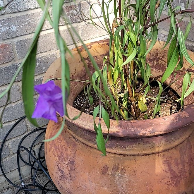 Photo of the plant species Peach-Leaved Bellflower by @TidyWoodruff named Kardashian on Greg, the plant care app